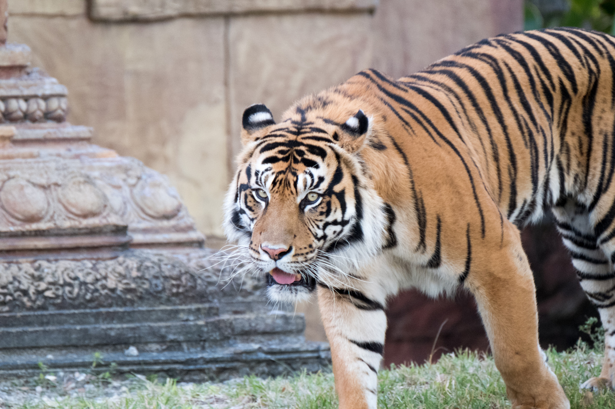 XF100-400mmF4.5-5.6 R LM OIS WR + 1.4x sample photo. _dsf0652.jpg photography