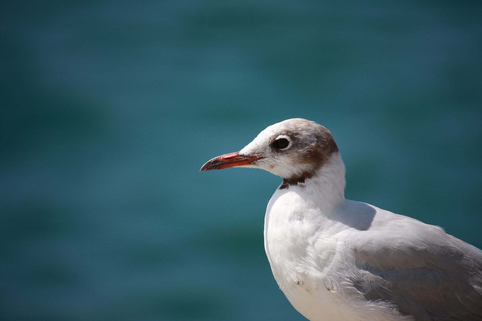 Canon EF-S 55-250mm F4-5.6 IS STM sample photo. Bird photography