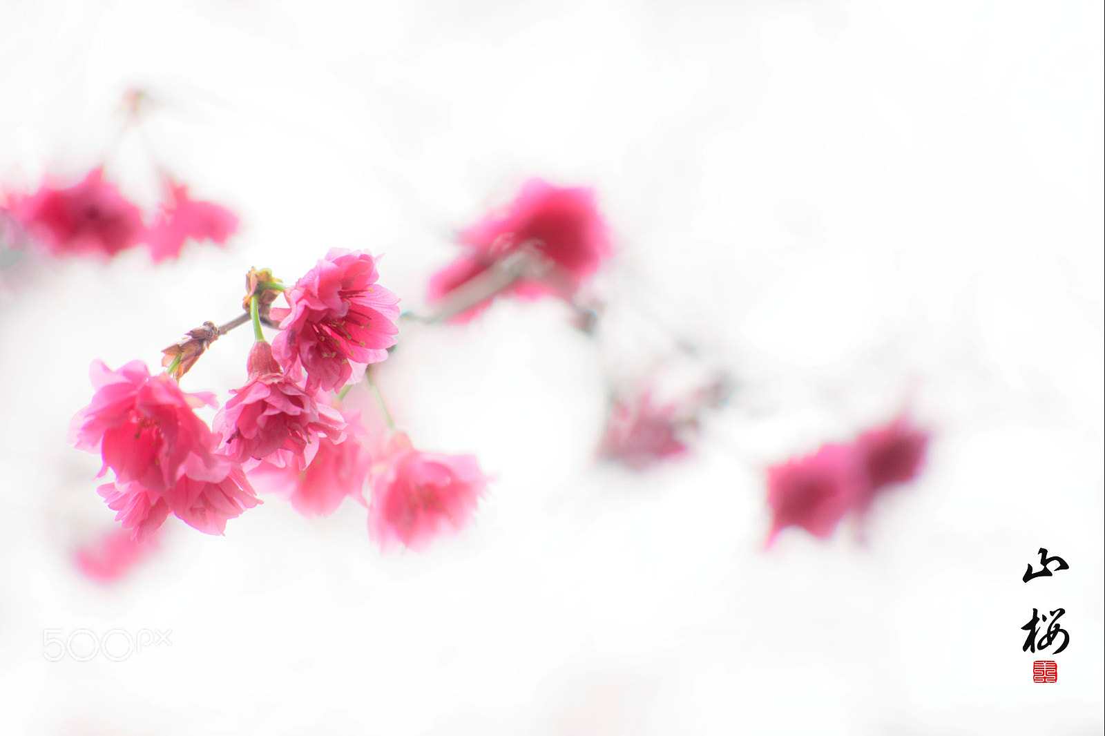 Nikon D800E + AF Nikkor 70-210mm f/4-5.6 sample photo. Cherry blossom photography