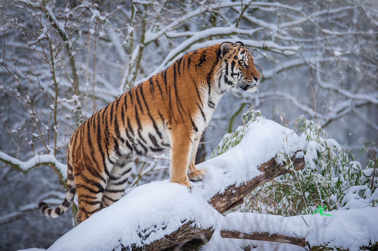 Nikon D3 sample photo. Tiger in snow photography