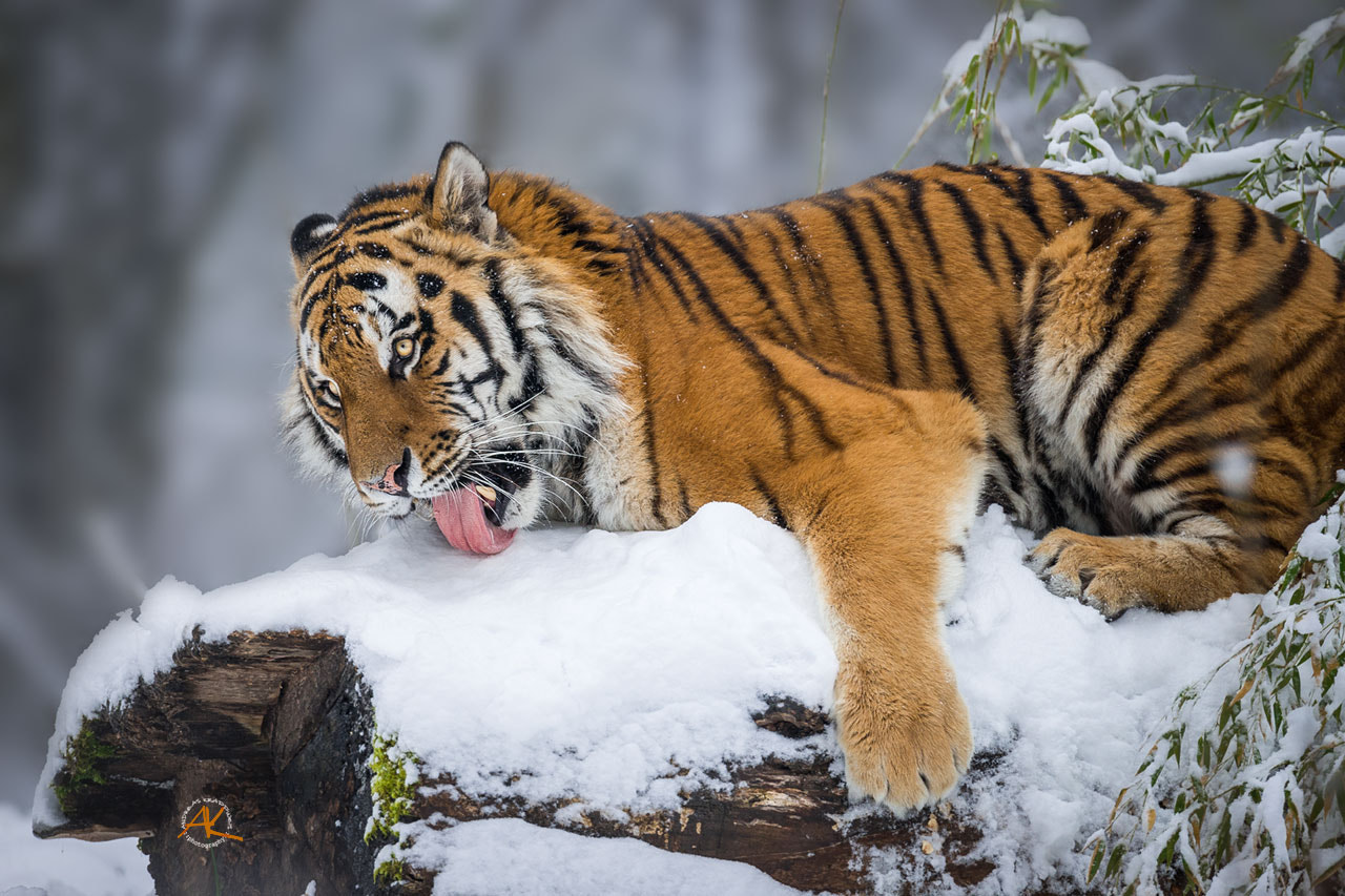 Sony 500mm F4 G SSM sample photo. Tiger in snow photography