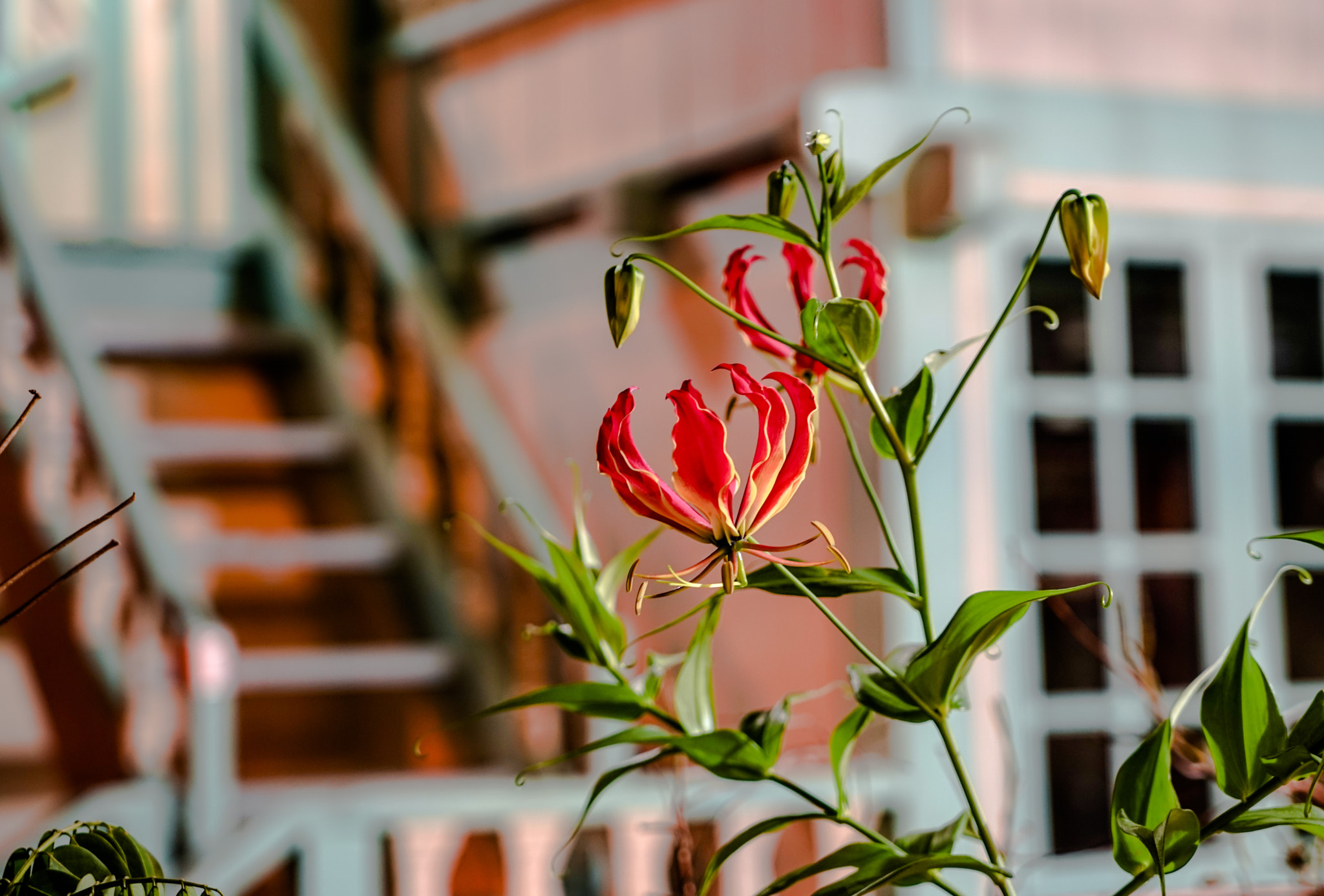 Sony a7R + Sony Vario Tessar T* FE 24-70mm F4 ZA OSS sample photo. Dsc07965.jpg photography