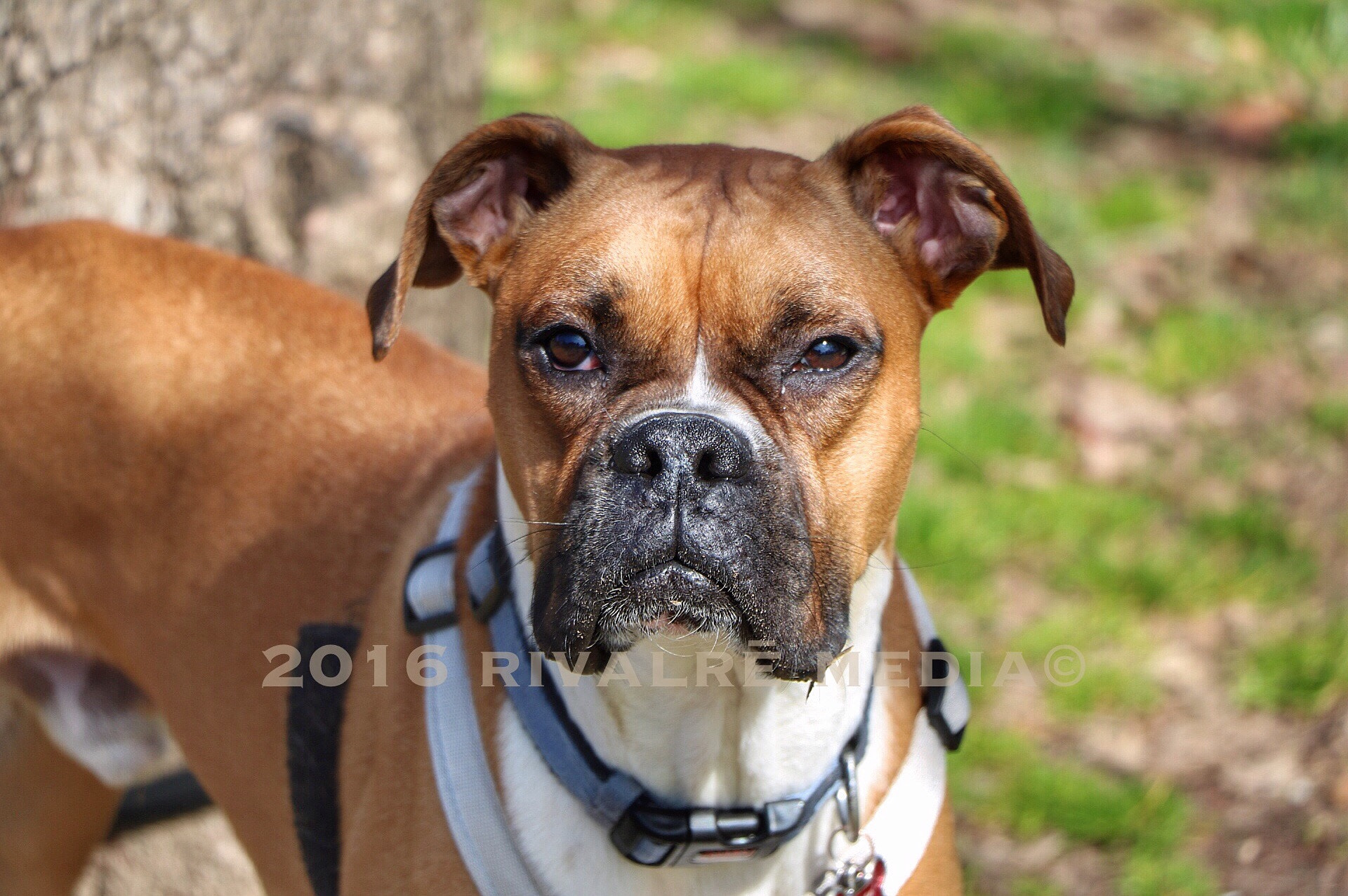 Canon EOS 750D (EOS Rebel T6i / EOS Kiss X8i) sample photo. Boxer i saw at piedmont park photography