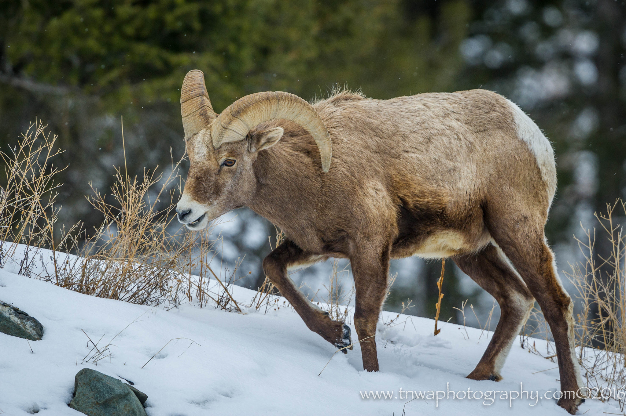 Nikon D3S + Nikon AF-S Nikkor 500mm F4G ED VR sample photo. Winter giving way photography