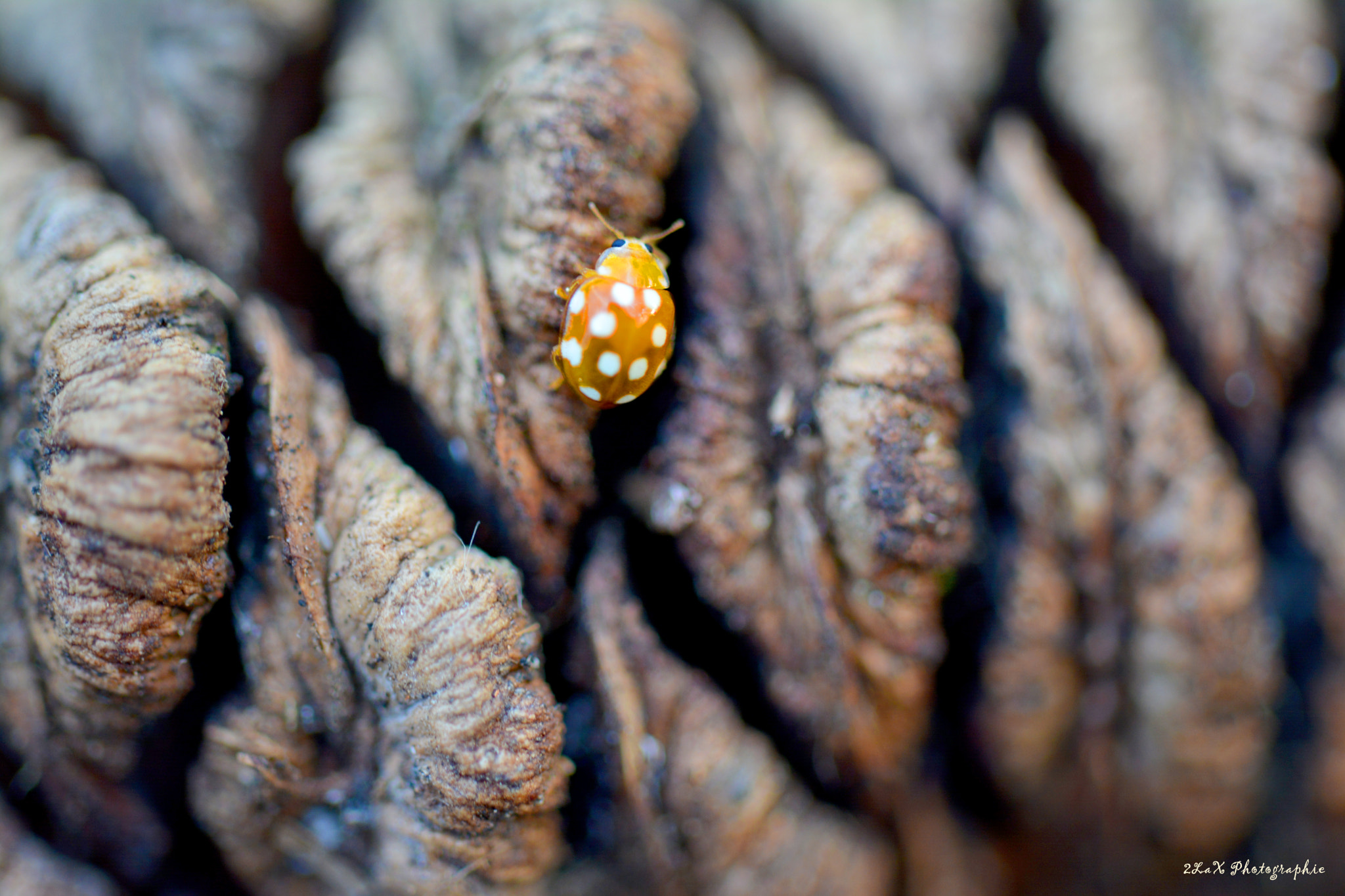 Nikon D5200 + Tamron SP AF 60mm F2 Di II LD IF Macro sample photo. Coccinelle photography