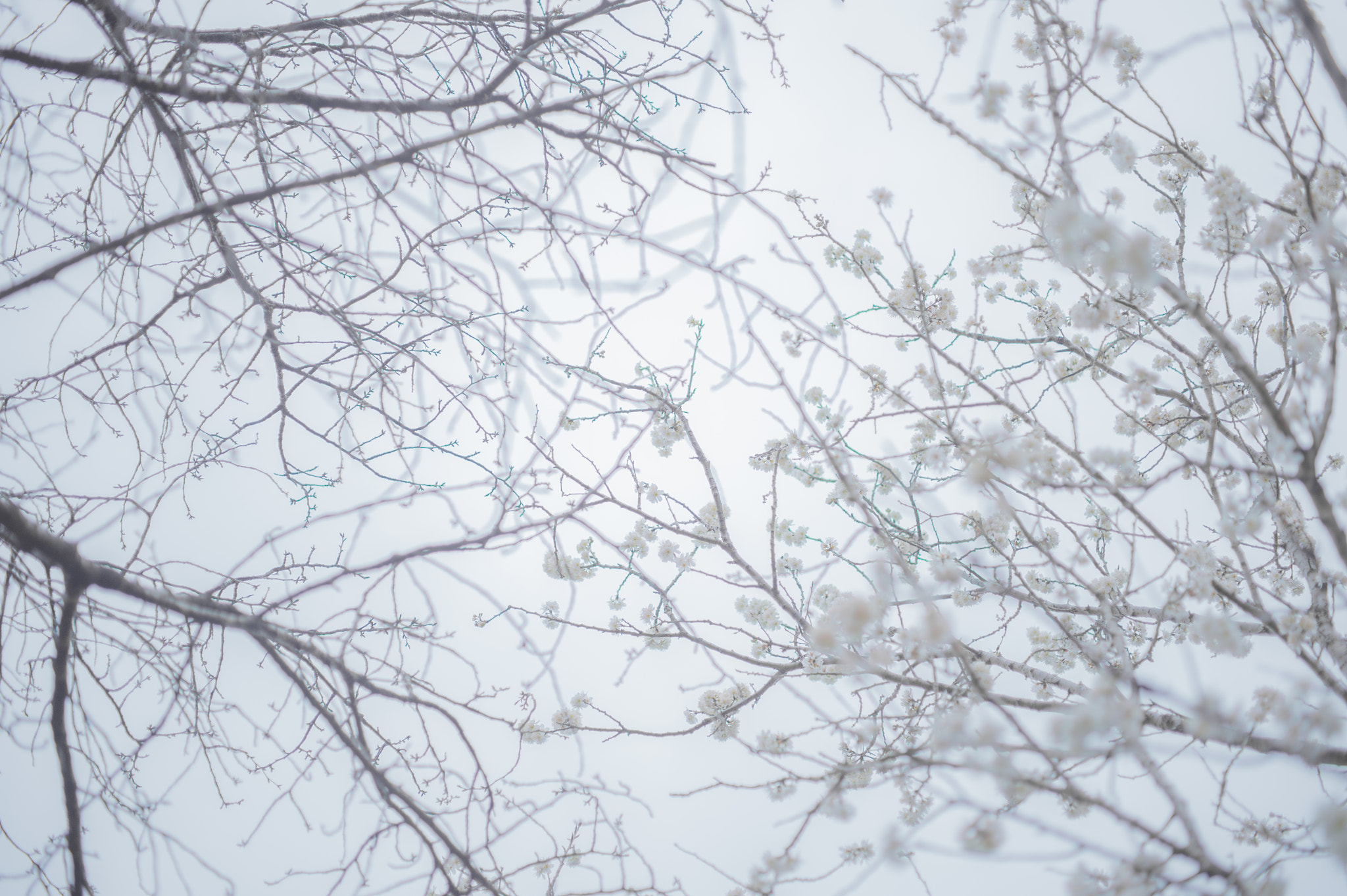 Nikon Df + ZEISS Makro-Planar T* 50mm F2 sample photo. Sakura photography