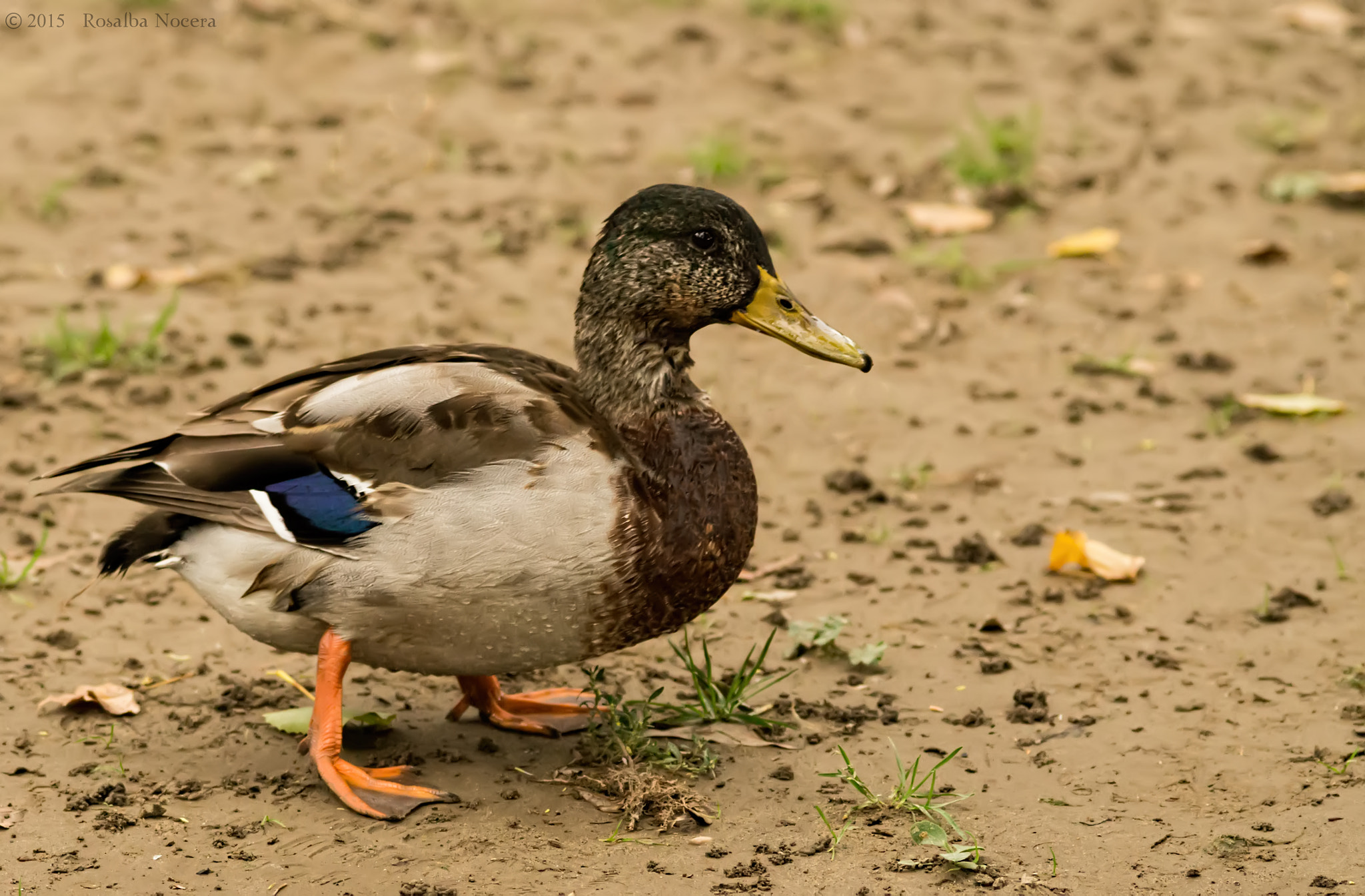 Sony SLT-A58 + Sigma AF 105mm F2.8 EX [DG] Macro sample photo. Duck photography