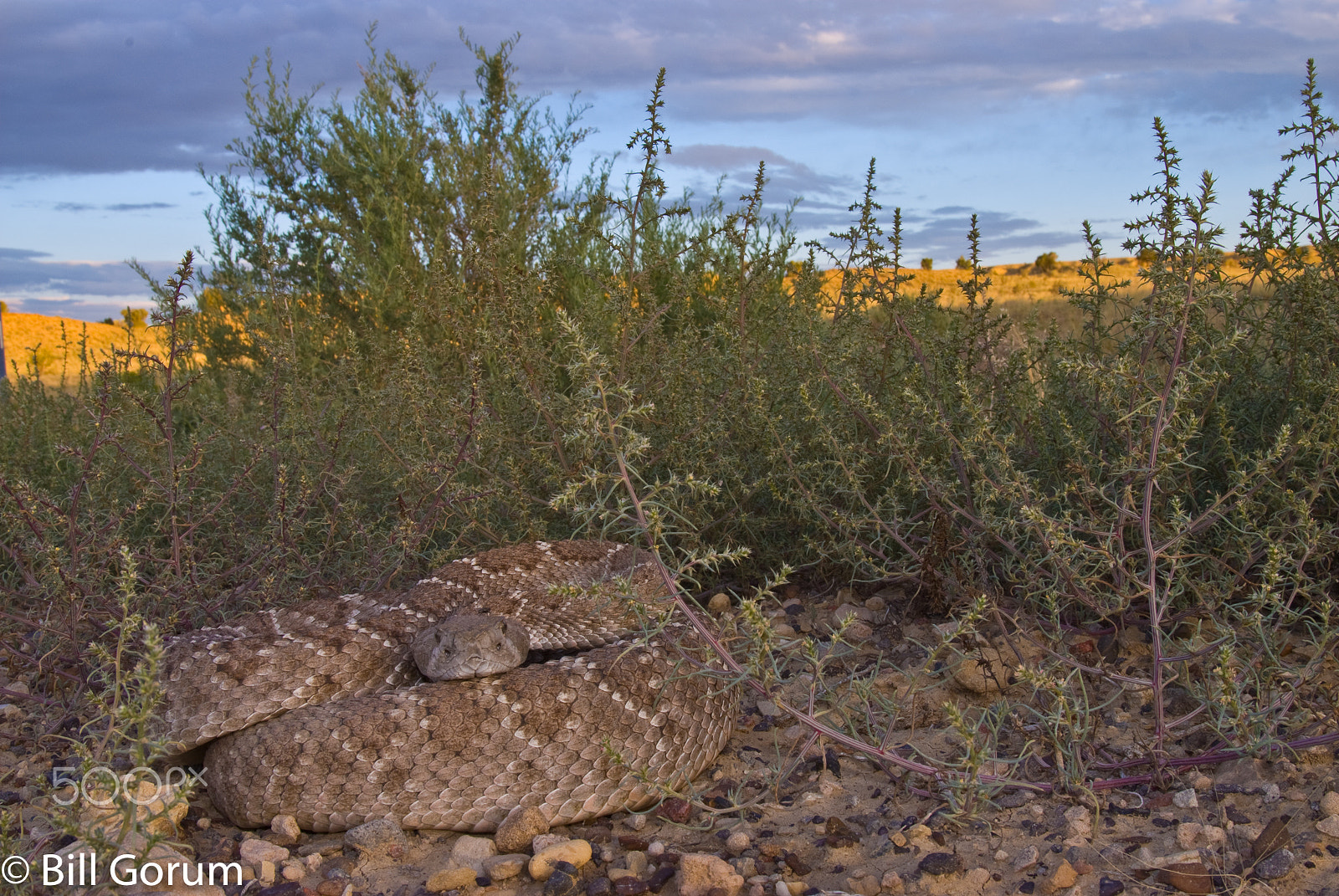 Nikon D200 sample photo. Western diamond-backed rattlesnake, crotalus atrox photography