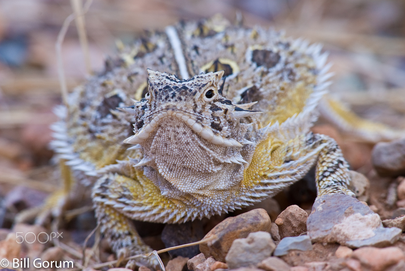 Nikon AF-Nikkor 80-200mm F2.8D ED sample photo. Texas horned lizard, (phrynosoma cornutum). photography