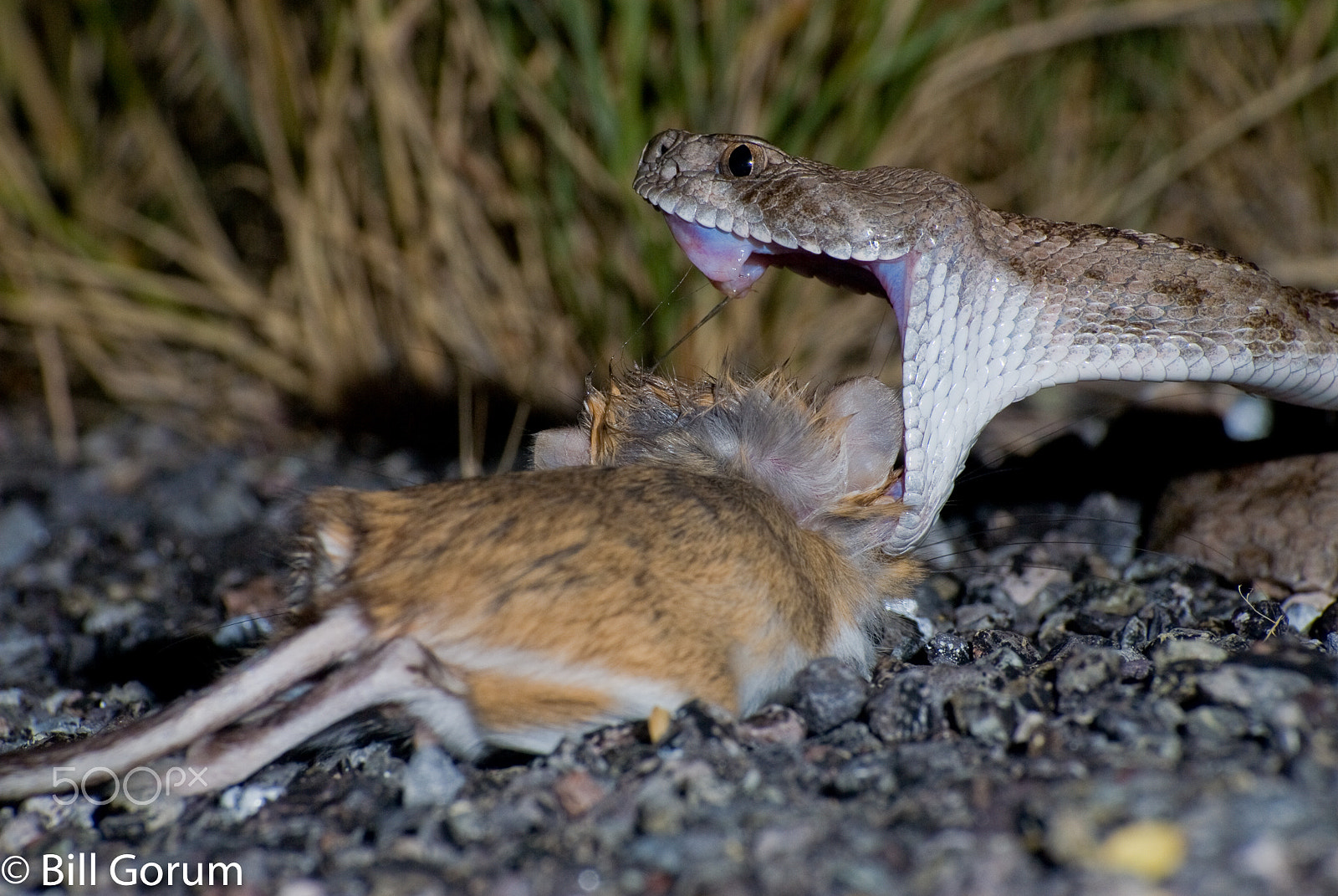 Nikon AF-Nikkor 80-200mm F2.8D ED sample photo. Western diamond-backed rattlesnake w/ kangaroo rat photography