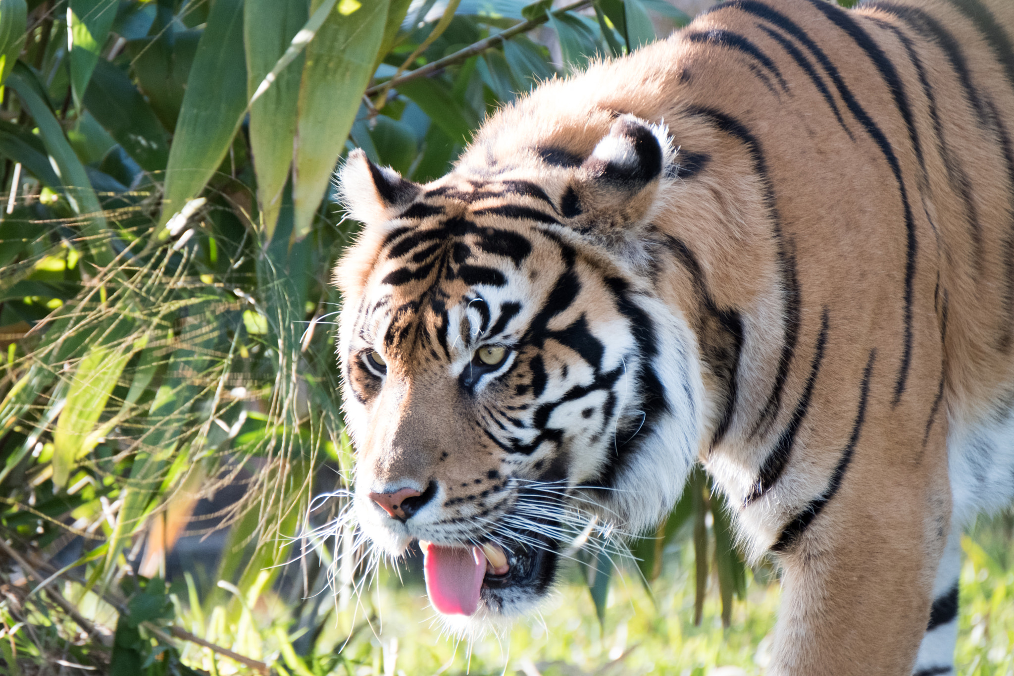 XF100-400mmF4.5-5.6 R LM OIS WR + 1.4x sample photo. _dsf0663.jpg photography