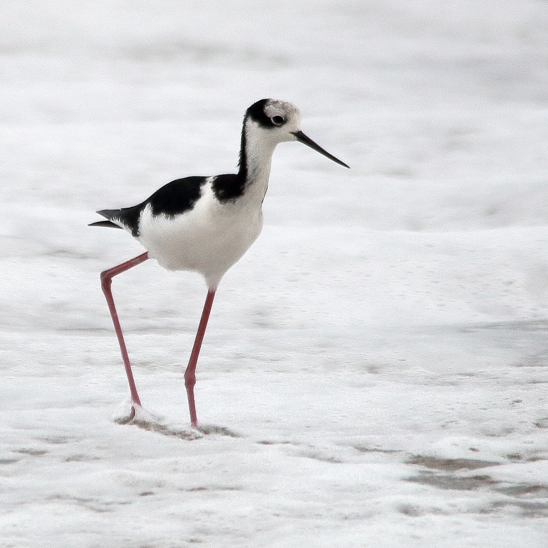 Sigma 150-500mm F5-6.3 DG OS HSM sample photo. Perrito - himantopus mexicanus melanurus photography