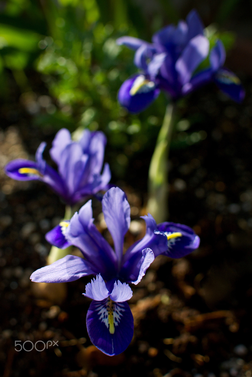 Nikon 1 J2 + Nikon 1 Nikkor 18.5mm F1.8 sample photo. Iris reticulata harmony photography