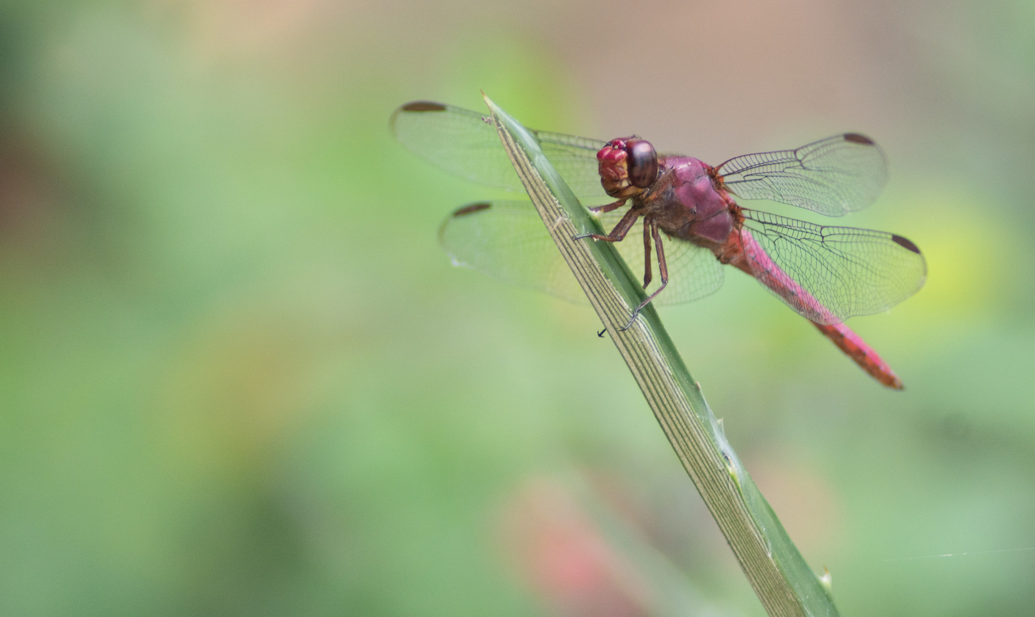 Sony ILCA-77M2 + Tamron 200-400mm F5.6 LD sample photo. Rio jardim botanico dragonfly photography