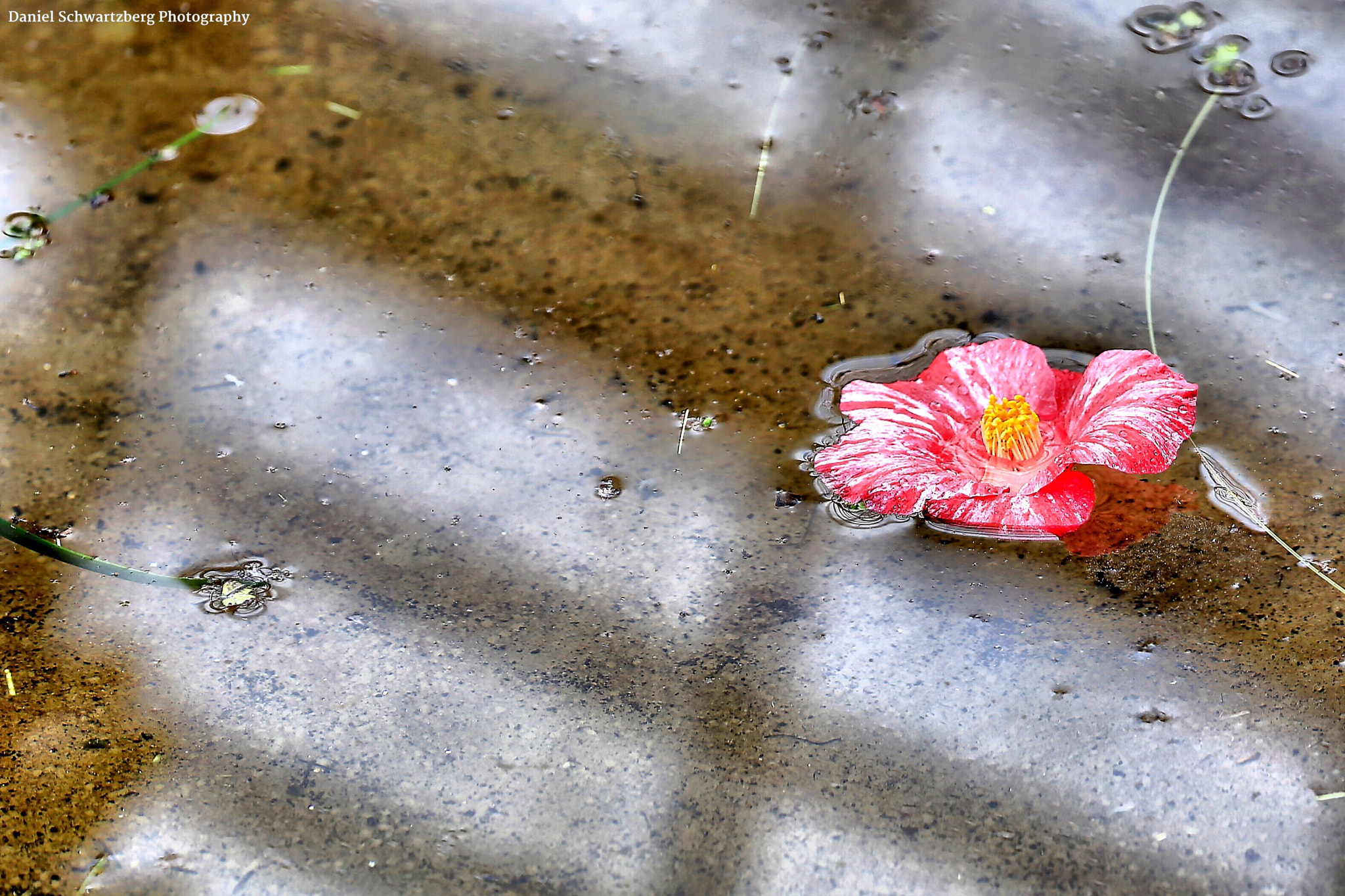 Canon EF 70-200mm F2.8L IS II USM sample photo