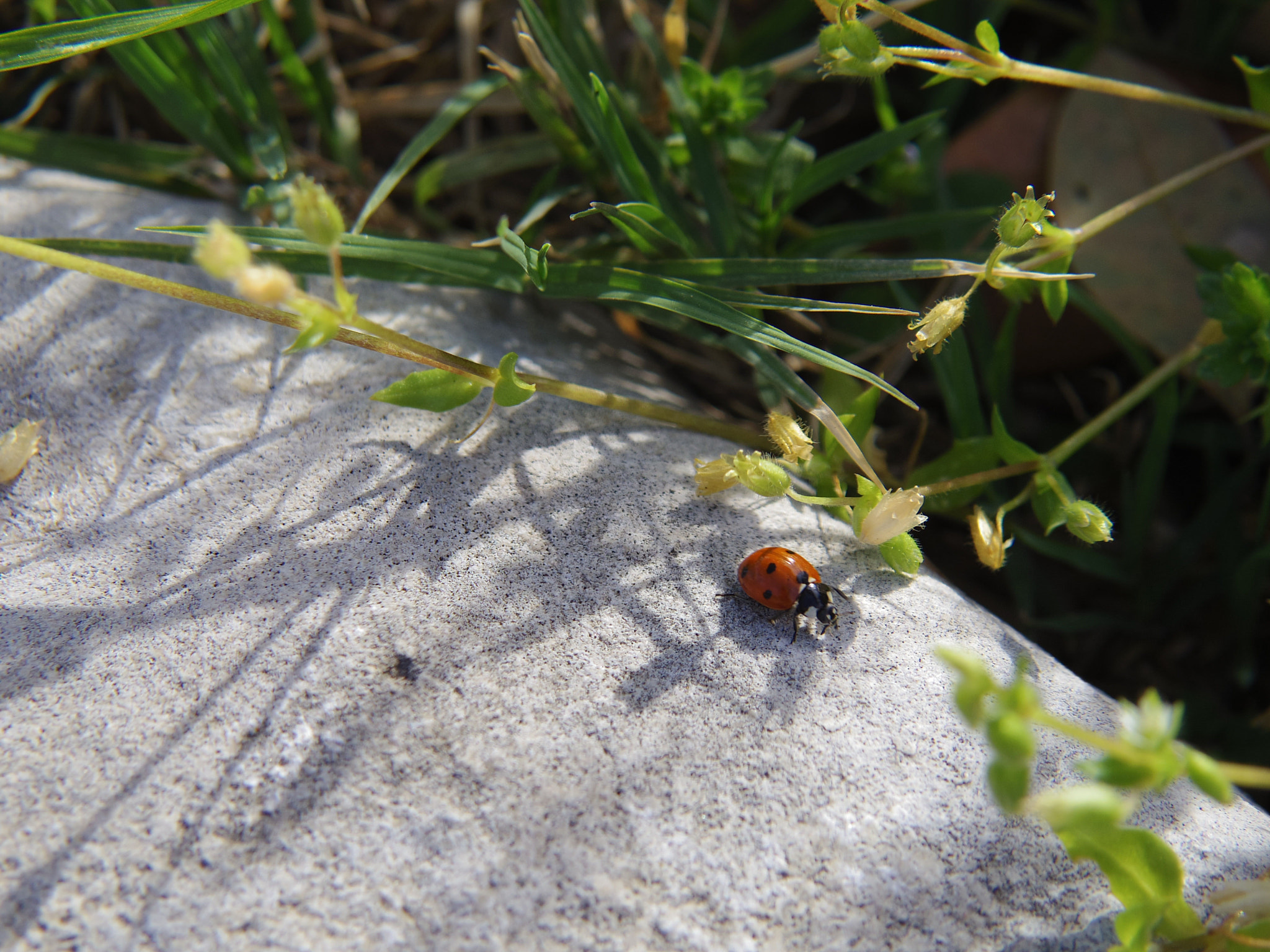 Pentax 06 Telephoto 15-45mm sample photo. Lady bug photography