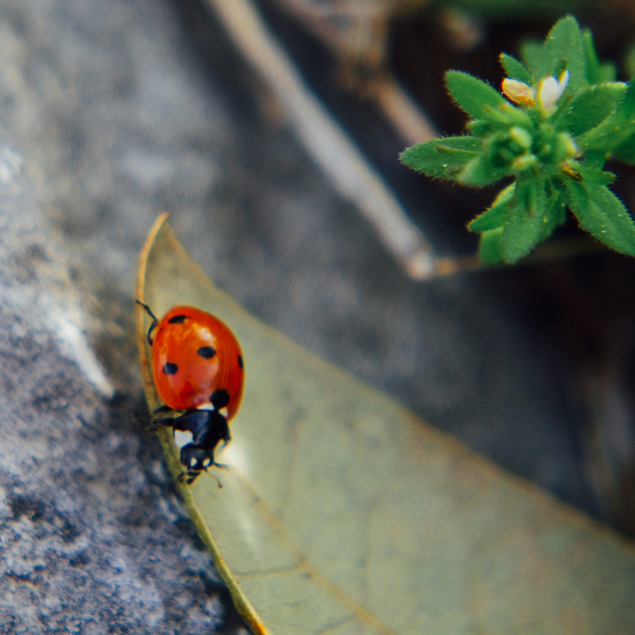 Pentax 06 Telephoto 15-45mm sample photo. Lady bug photography