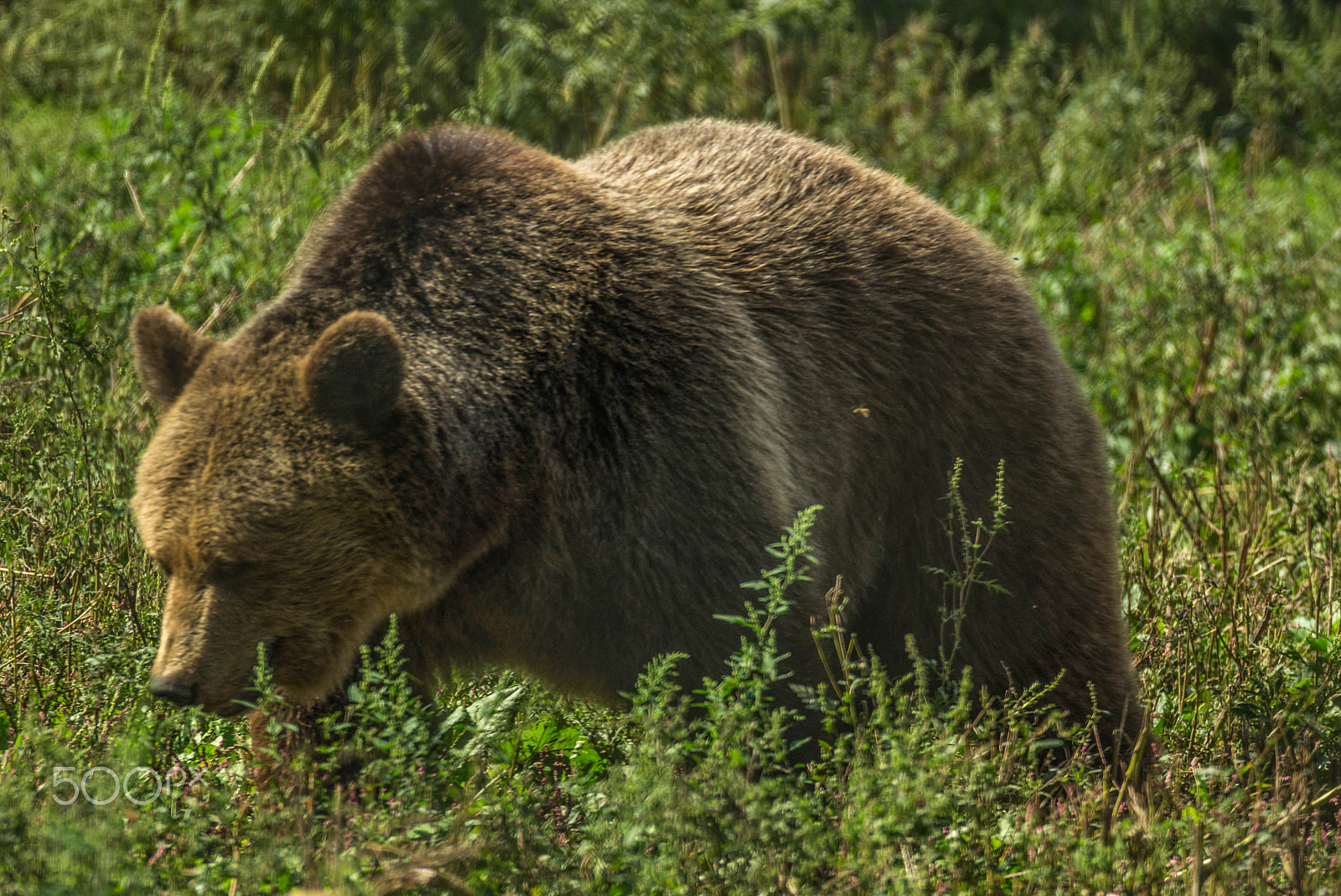 Sony 70-300mm F4.5-5.6 G SSM sample photo. Syrian grizzly bear photography