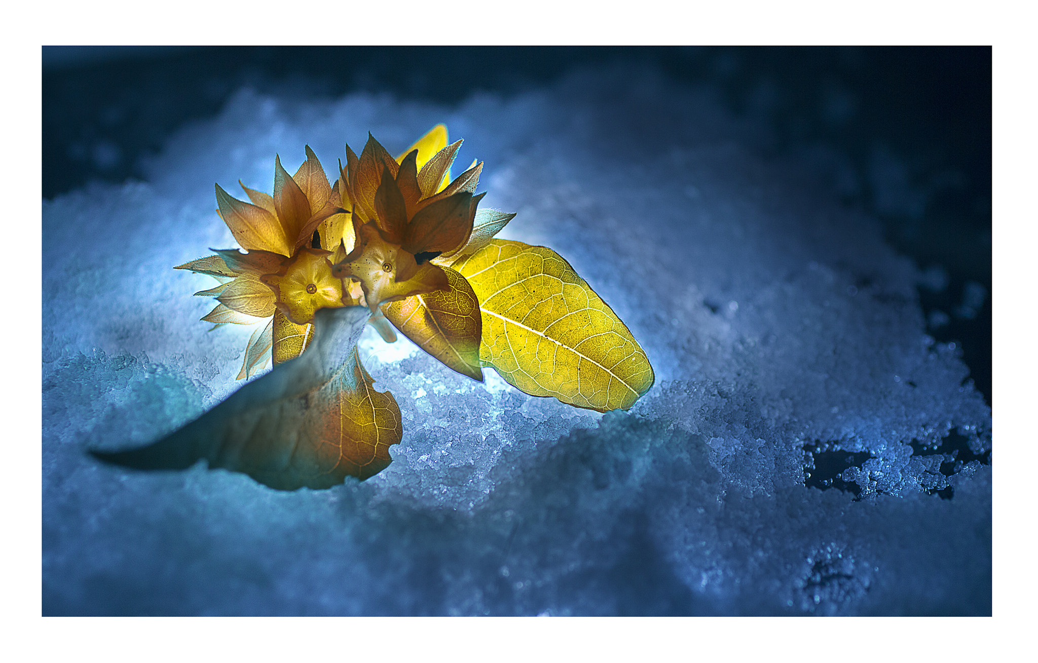 Canon EF 50mm F2.5 Macro sample photo. Frozen moments photography