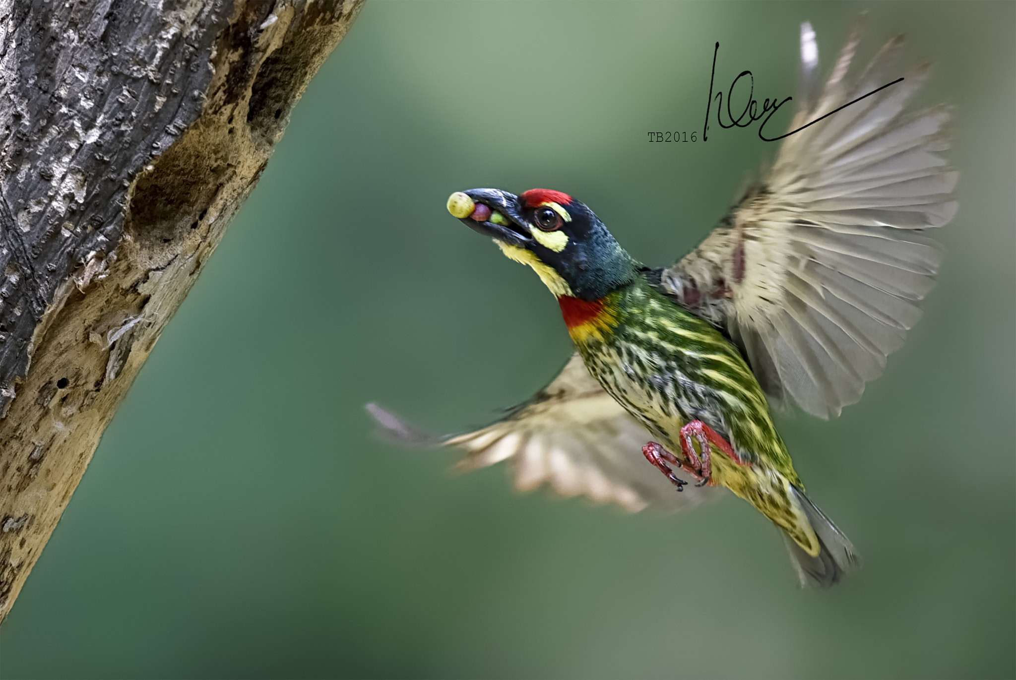 Nikon AF-S Nikkor 600mm F4D ED-IF II sample photo