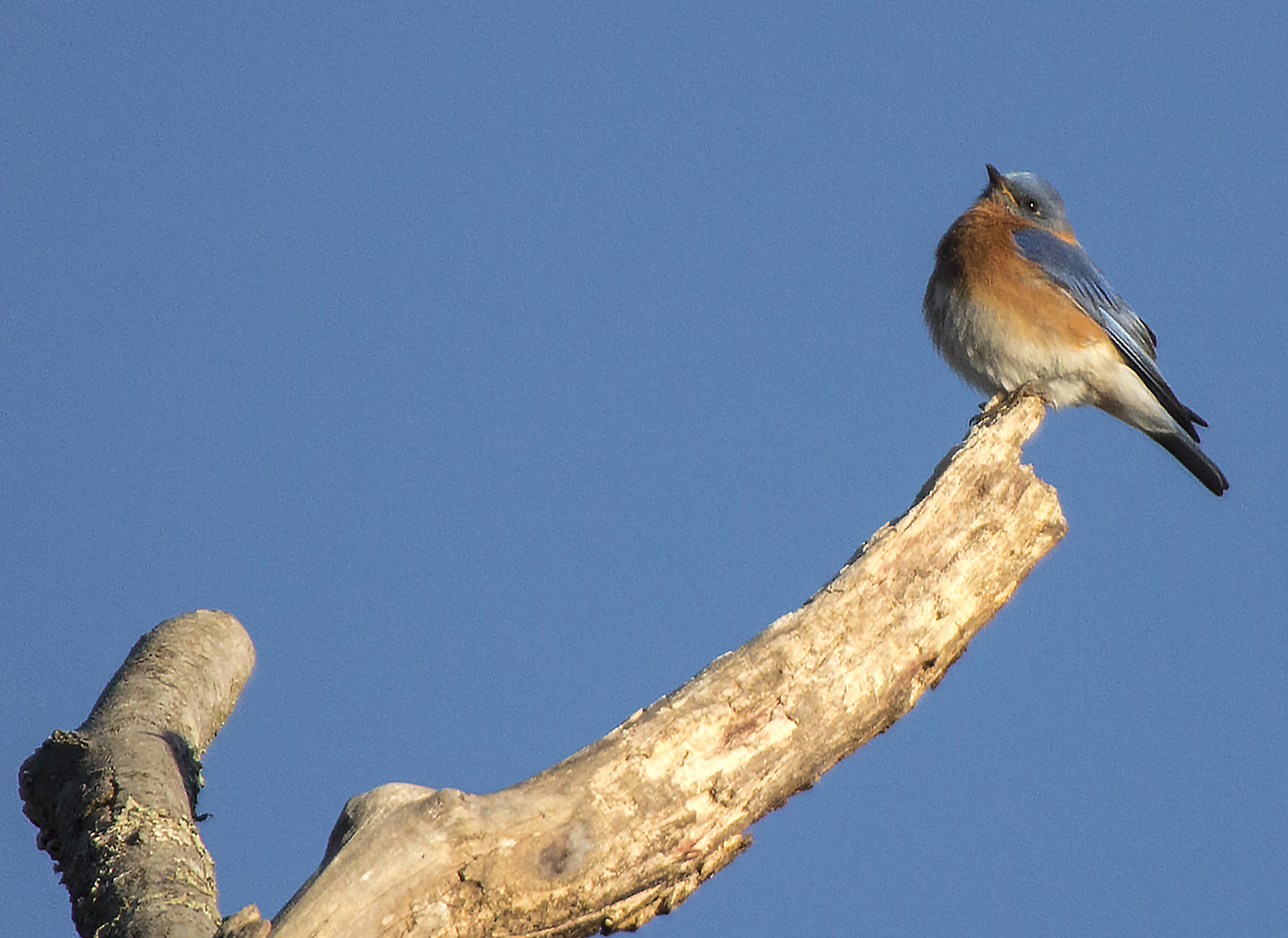 Canon EOS 70D + Sigma 50-500mm F4.5-6.3 DG OS HSM sample photo. Blue bird in a blue sky photography