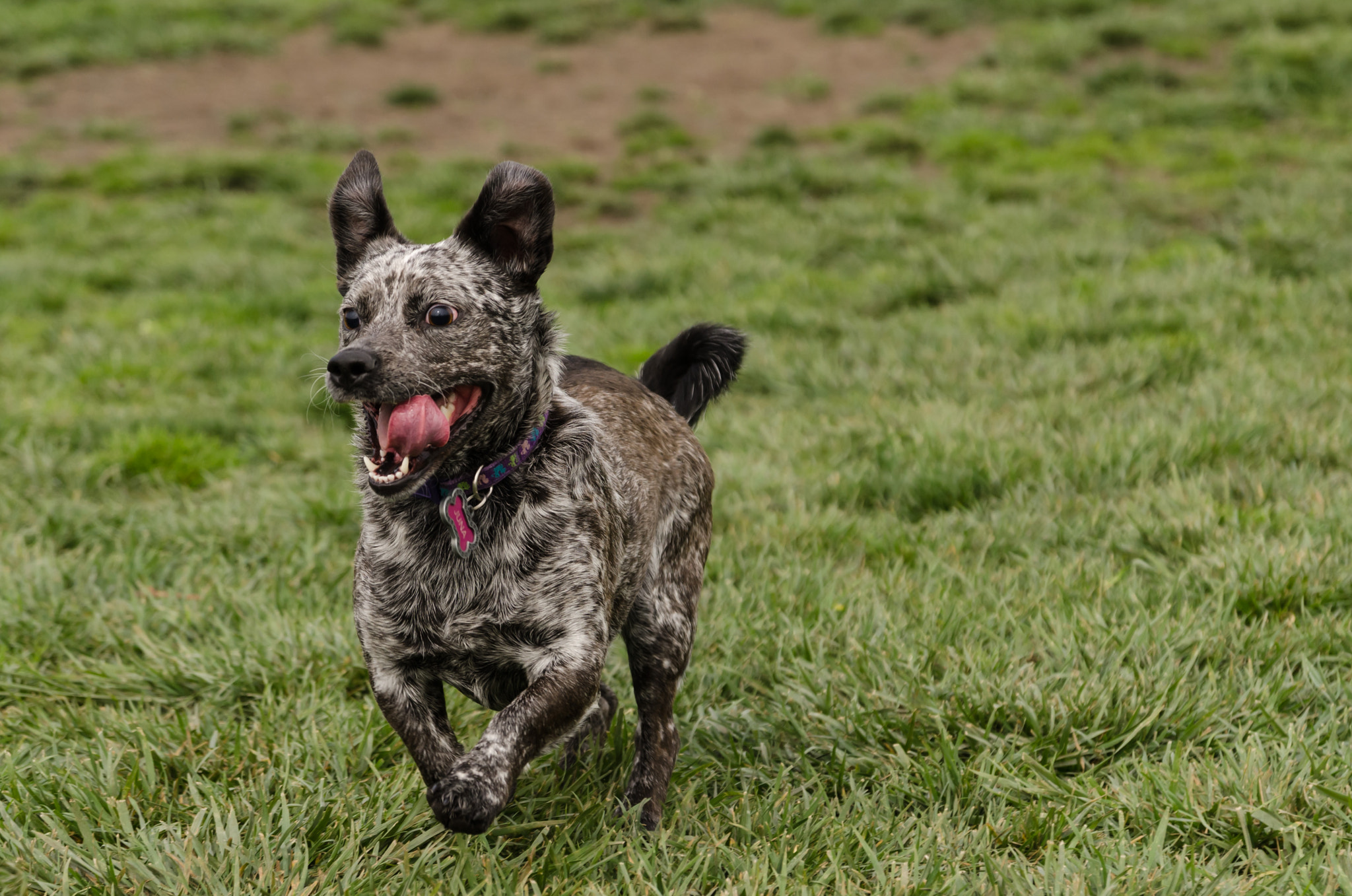 Sigma 17-70mm F2.8-4 DC Macro OS HSM | C sample photo. Dogs of bradshaw - juna photography