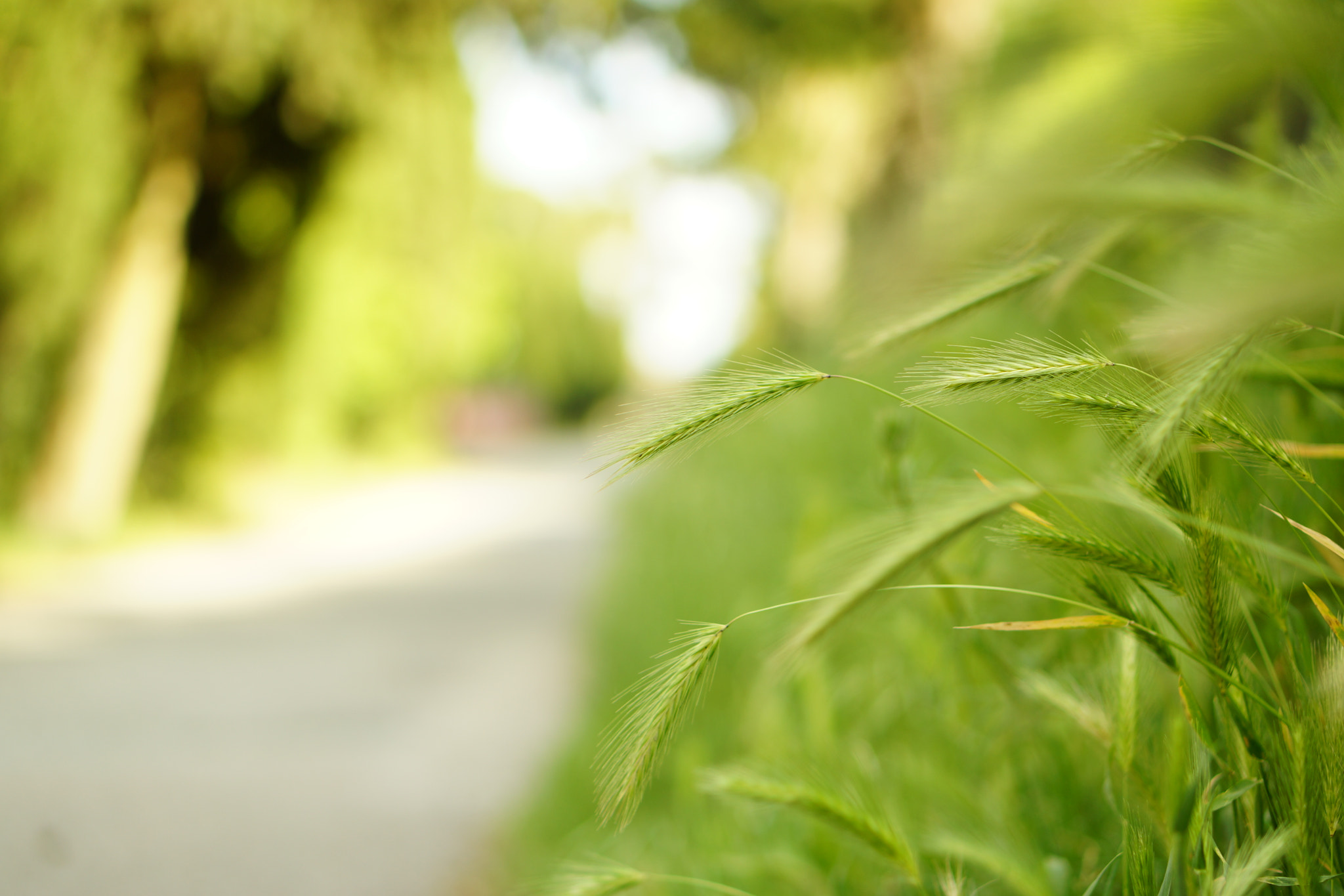 Sony Alpha NEX-7 + Sony E 50mm F1.8 OSS sample photo. Foxtail at cortona photography