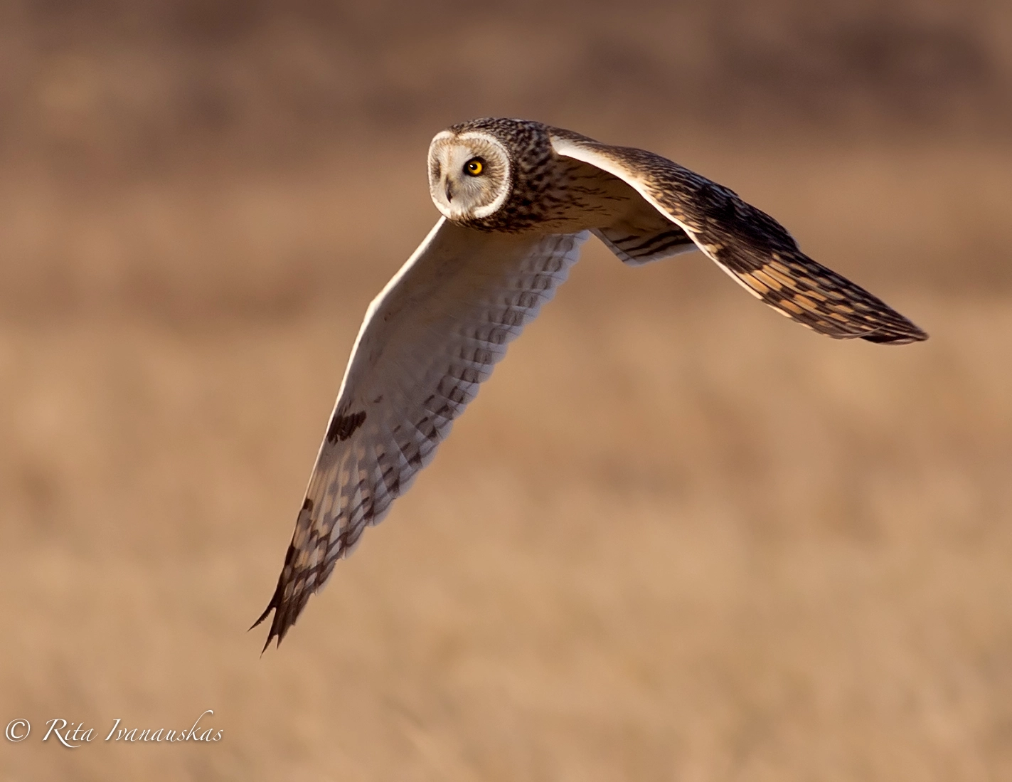 Canon EOS-1D X + Canon EF 400mm F5.6L USM sample photo. Short eared owl at golden hour photography
