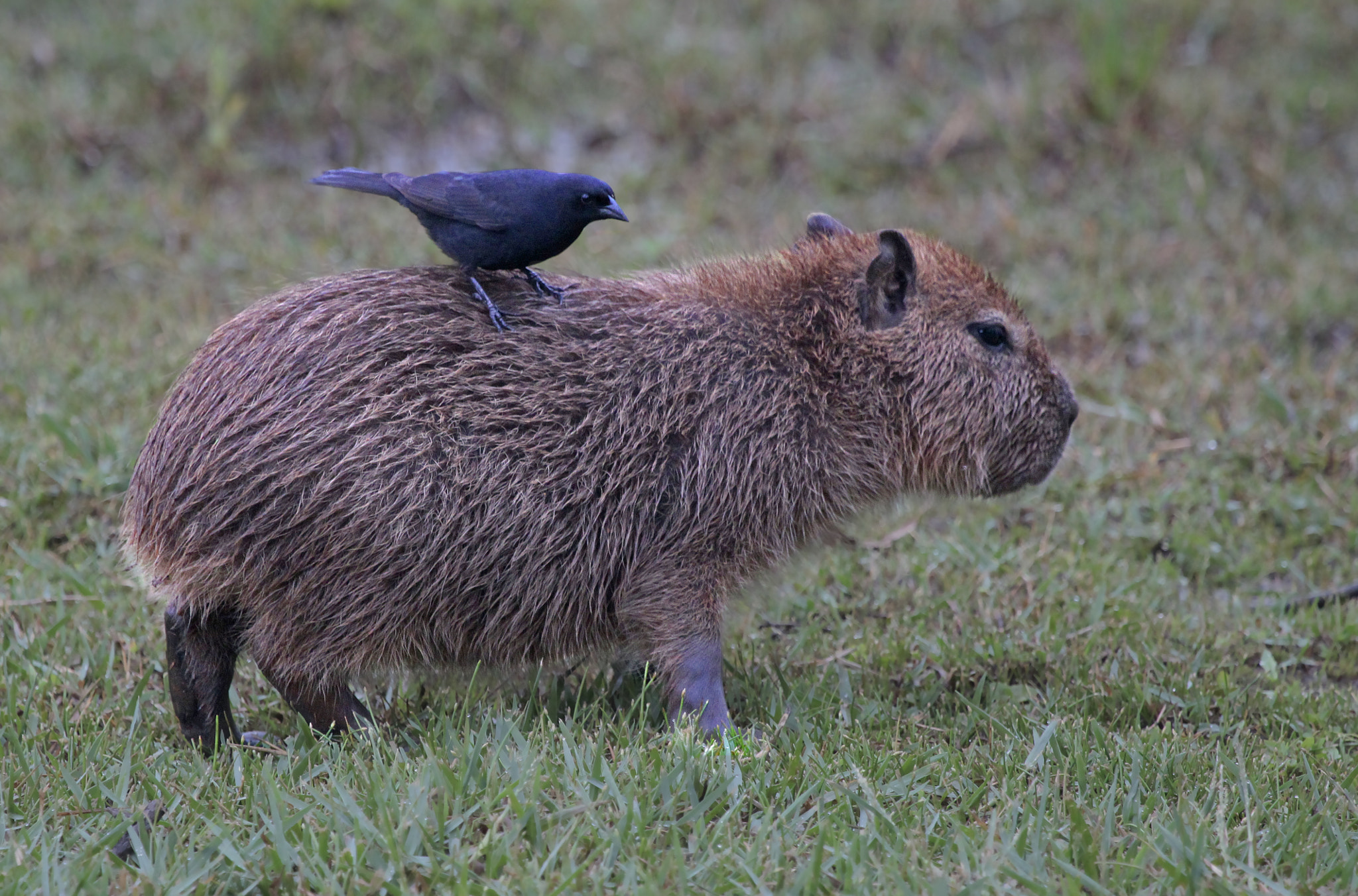 Canon EF 100-400mm F4.5-5.6L IS USM sample photo. Capivara photography