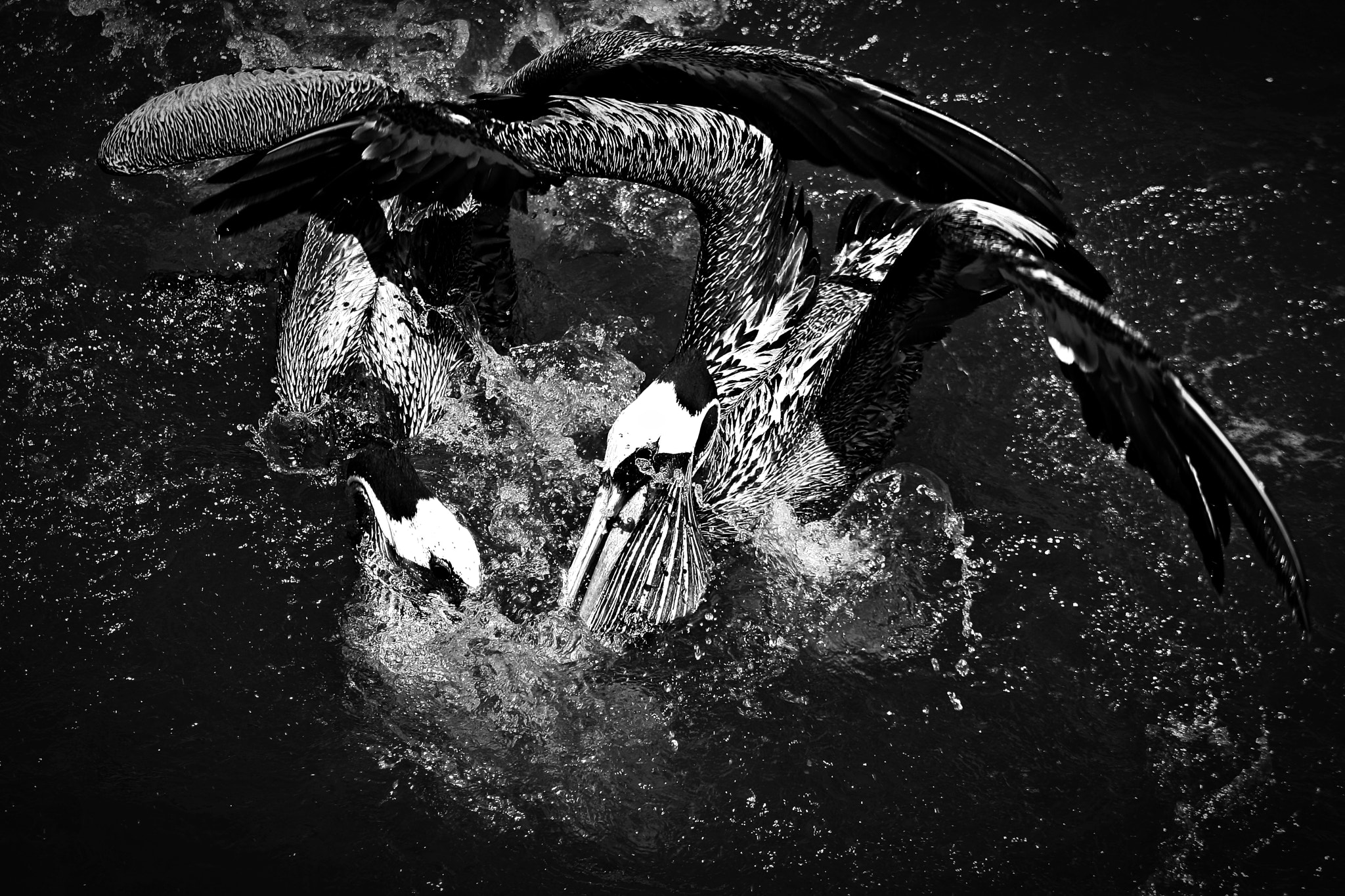 Canon EF 75-300mm f/4-5.6 USM sample photo. Pelicans eating photography