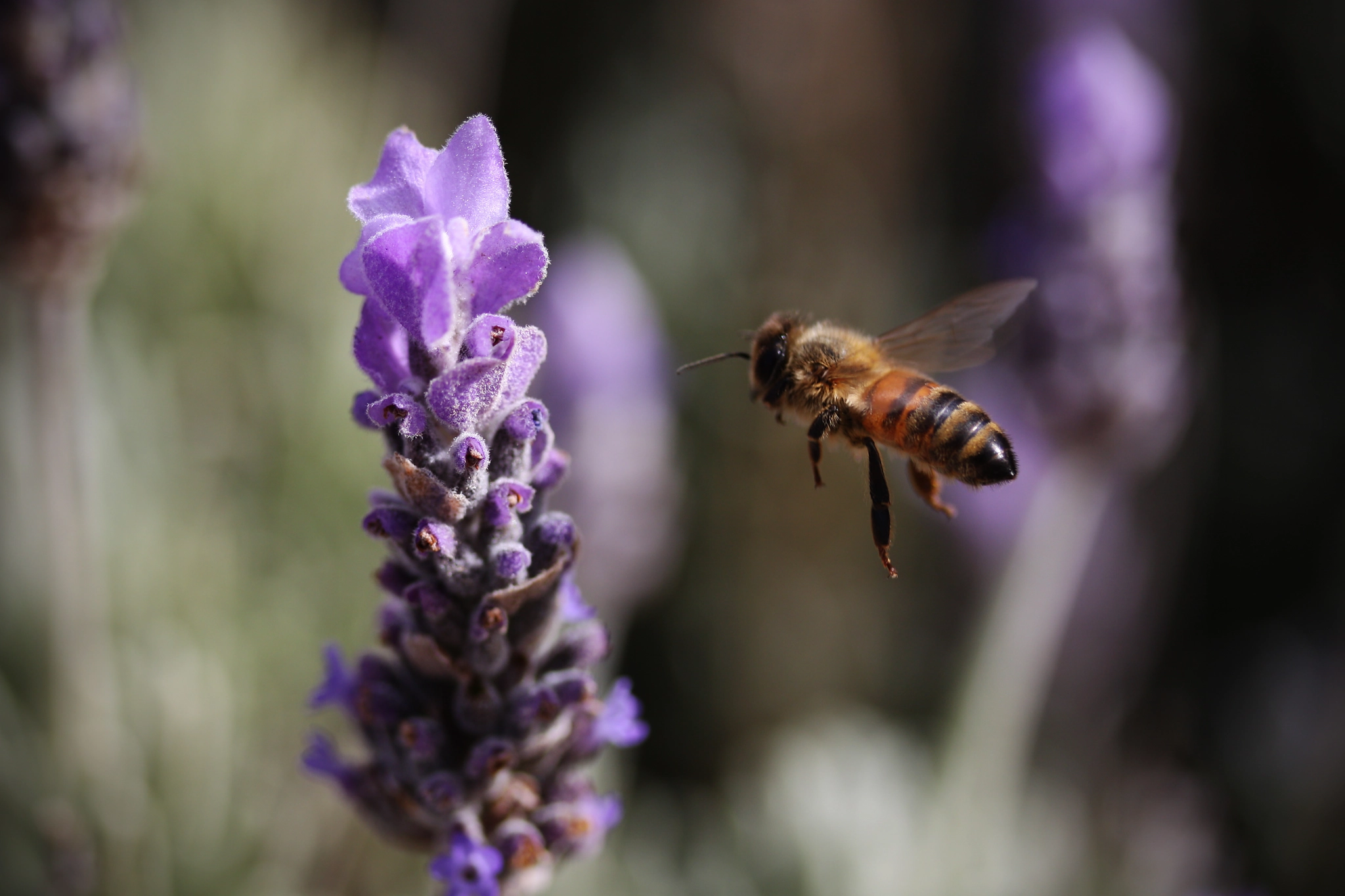 Canon EF-S 60mm F2.8 Macro USM sample photo. Lavender dreams photography