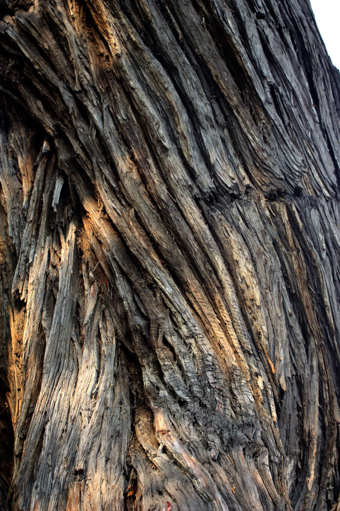 Canon EF 28-80mm f/3.5-5.6 sample photo. Forbidden tree photography