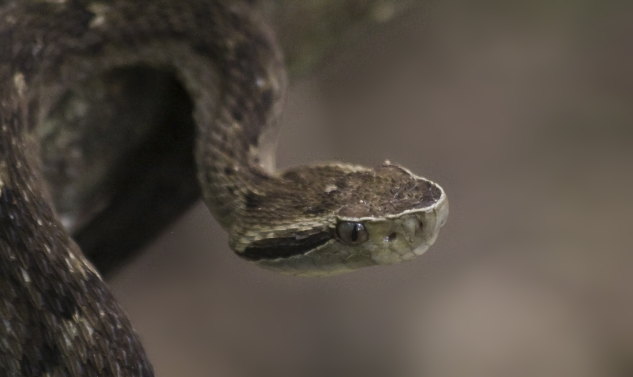 Canon EF 70-300mm F4-5.6 IS USM sample photo. Bothrops jararaca photography