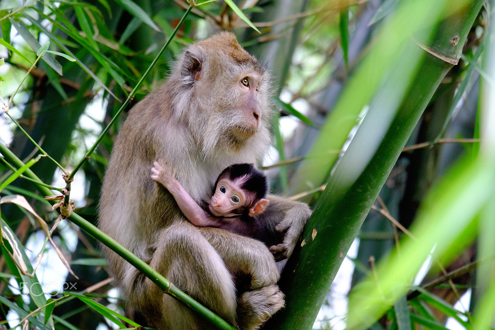 Fujifilm X-M1 + Fujifilm XC 50-230mm F4.5-6.7 OIS II sample photo. Monkey nursing her child in the wild photography