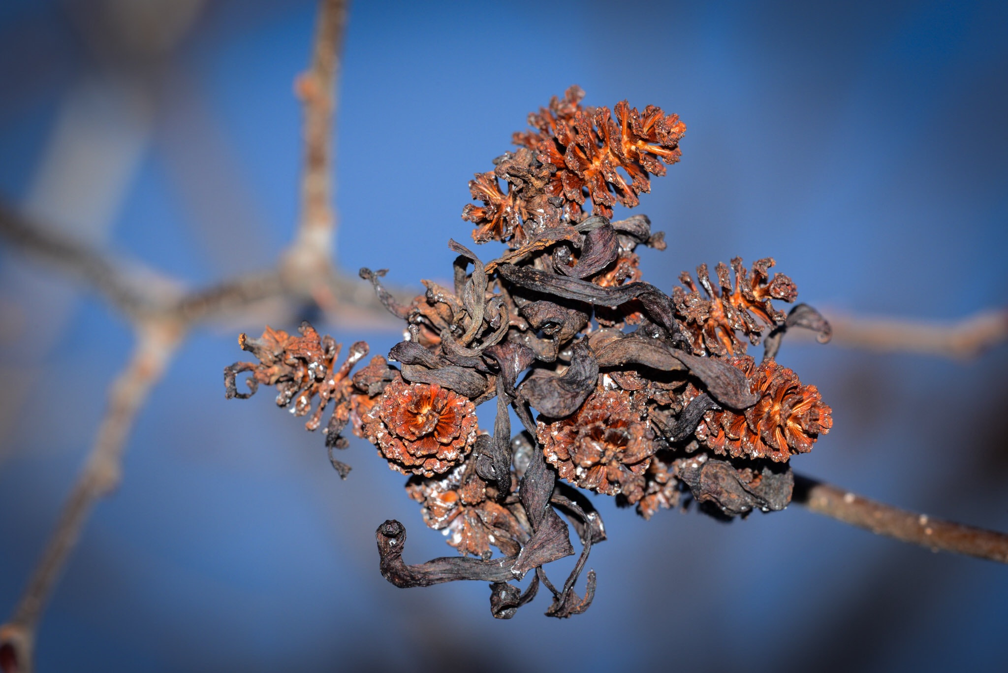 Nikon D600 + Nikon AF Micro-Nikkor 200mm F4D ED-IF sample photo. Alder cones photography