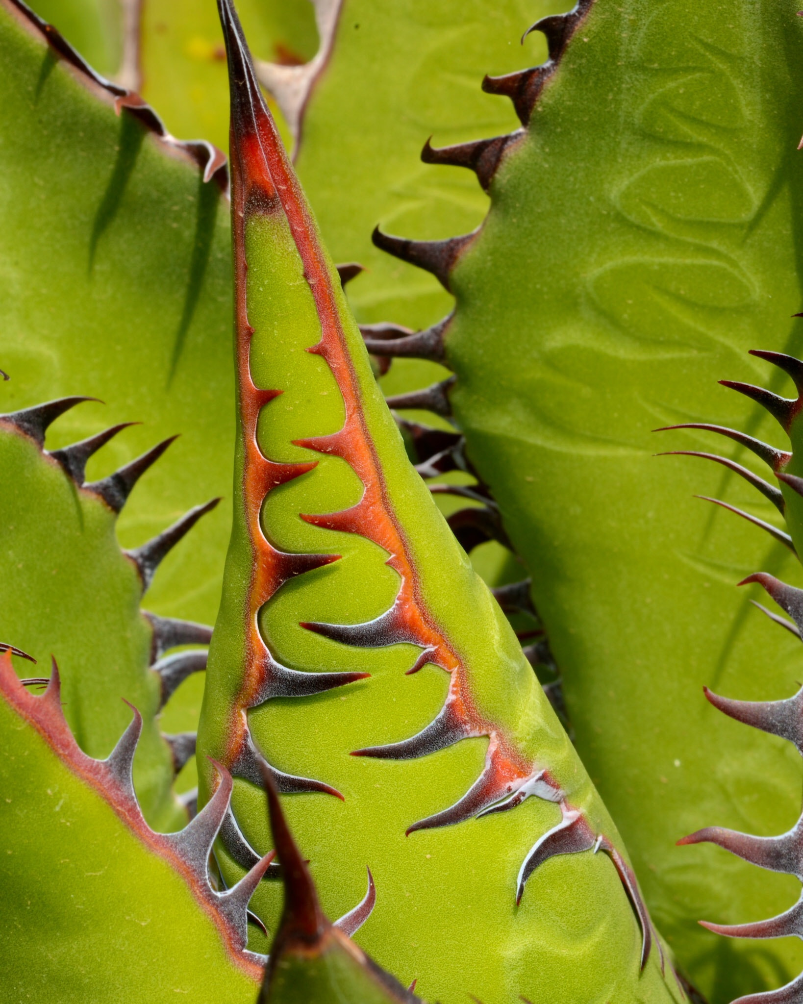 Nikon D600 + Nikon AF Micro-Nikkor 200mm F4D ED-IF sample photo. Agave macro photography