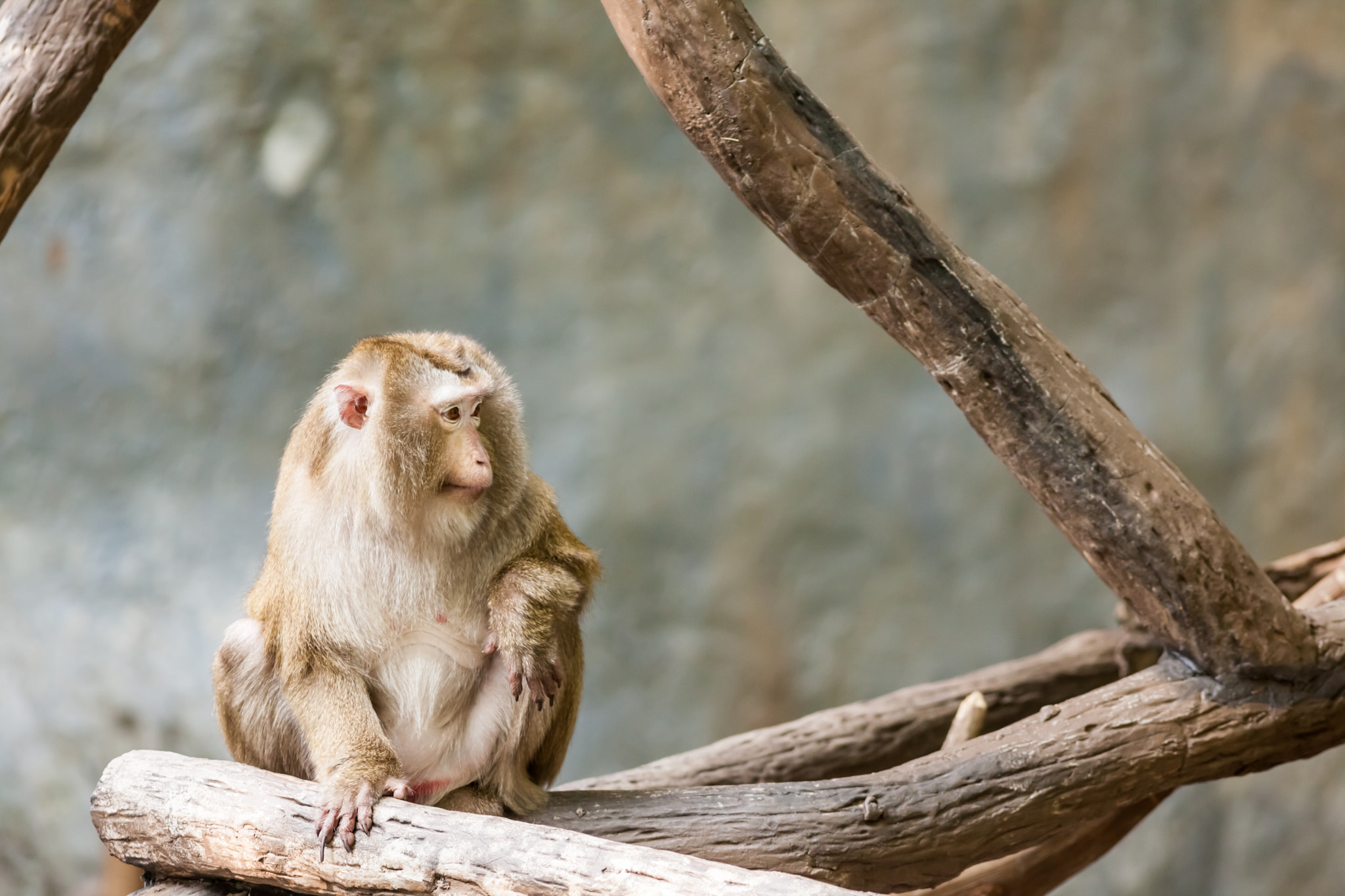 Canon EOS 5D Mark II + Canon EF 400mm F5.6L USM sample photo. Southern pig tailed macaque photography