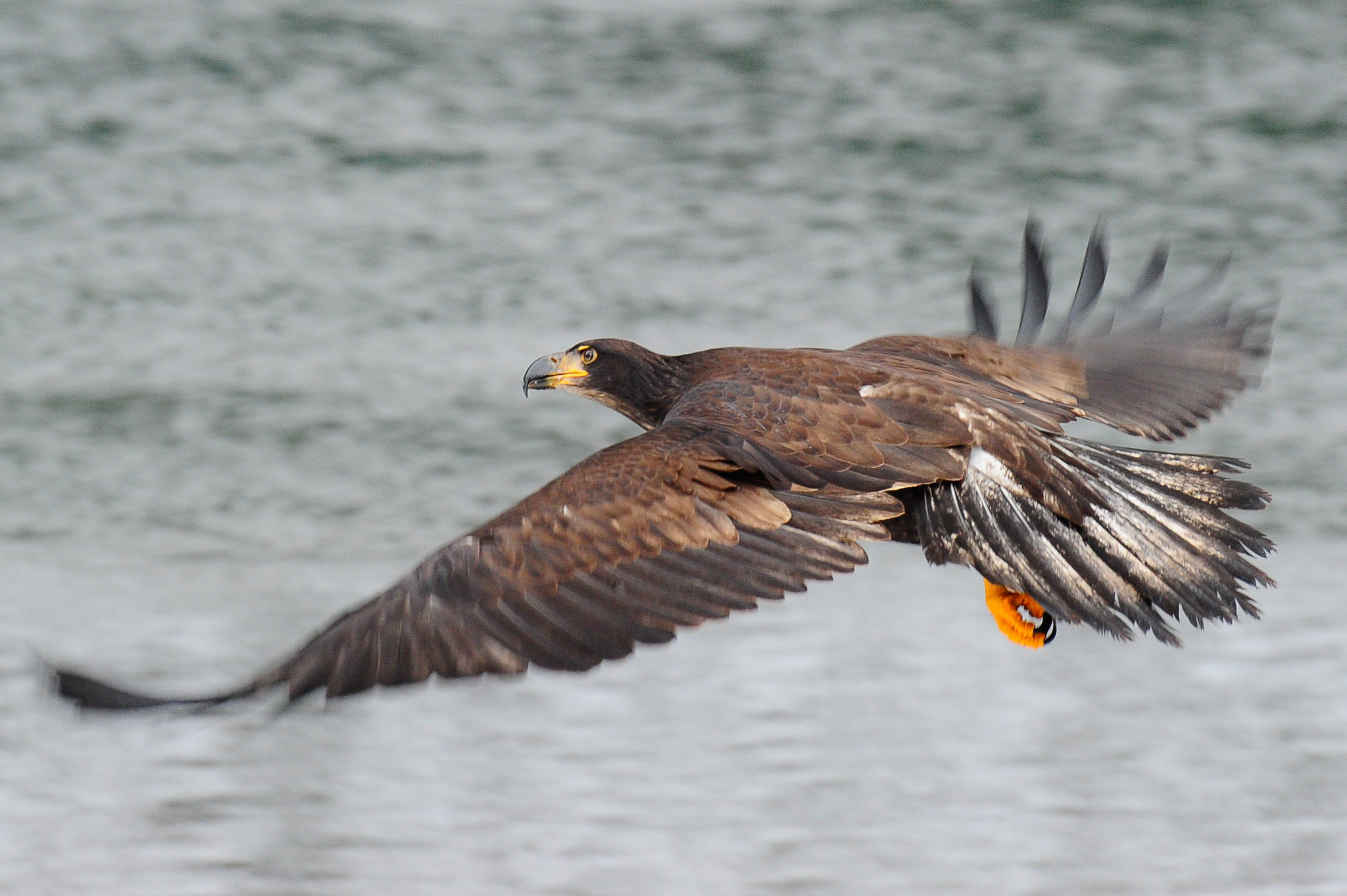Nikon AF-S Nikkor 400mm F2.8G ED VR II sample photo