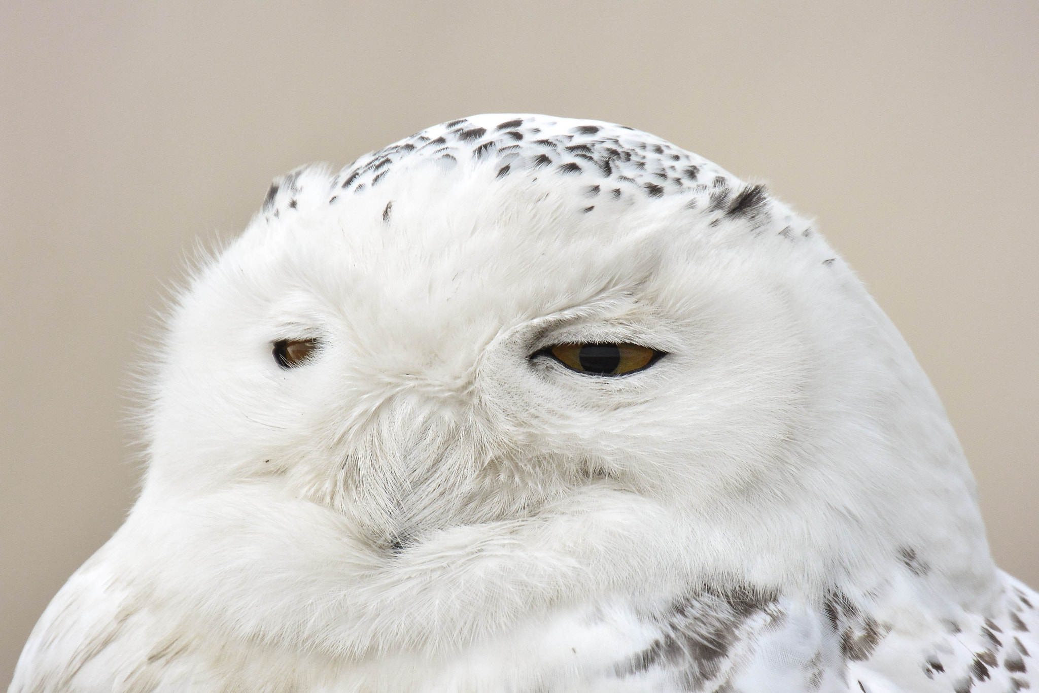 Nikon 1 V2 sample photo. Snowy owl photography