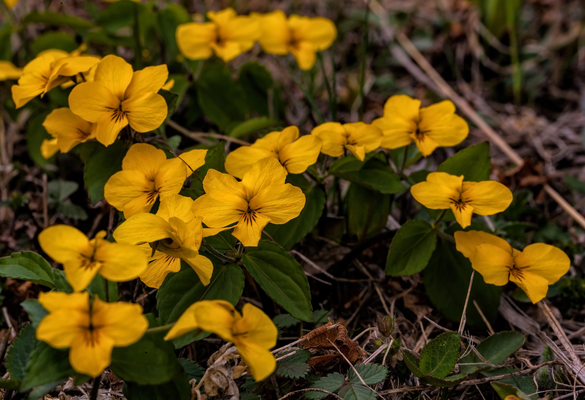 Canon EOS-1Ds Mark III sample photo. Viola photography