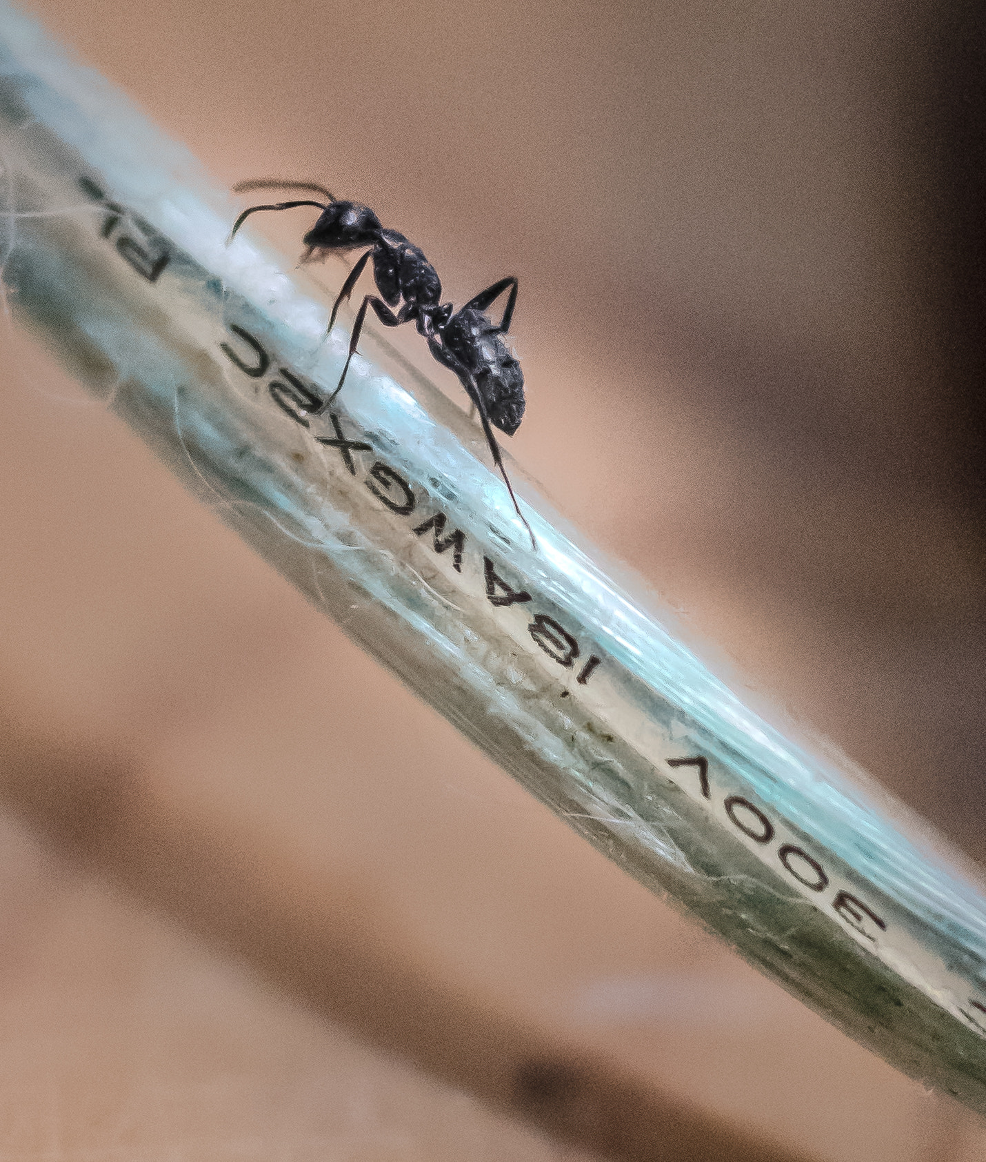 Tamron SP AF 60mm F2 Di II LD IF Macro sample photo. High voltage photography