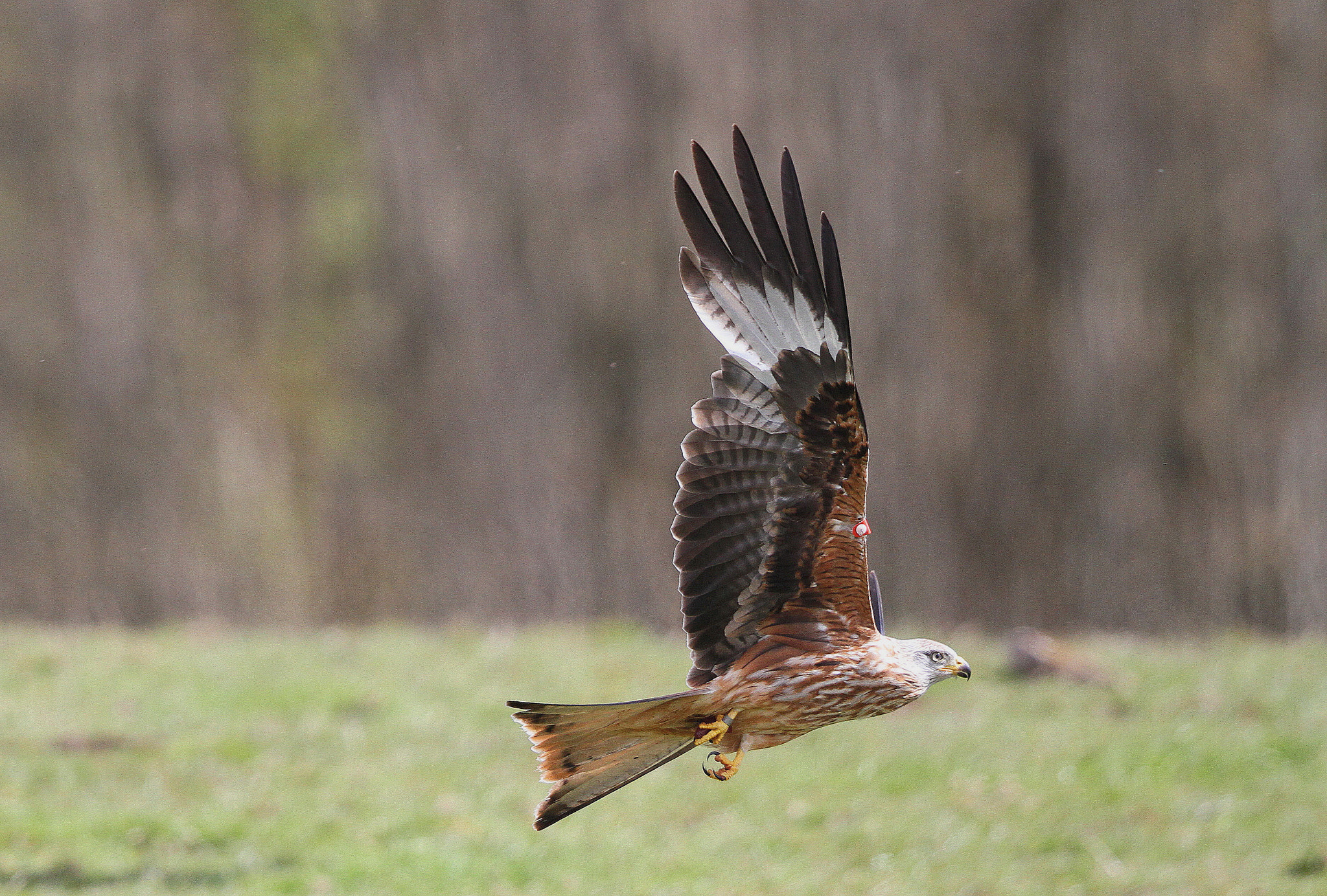 Canon EF 500mm F4L IS II USM sample photo. Red kite photography