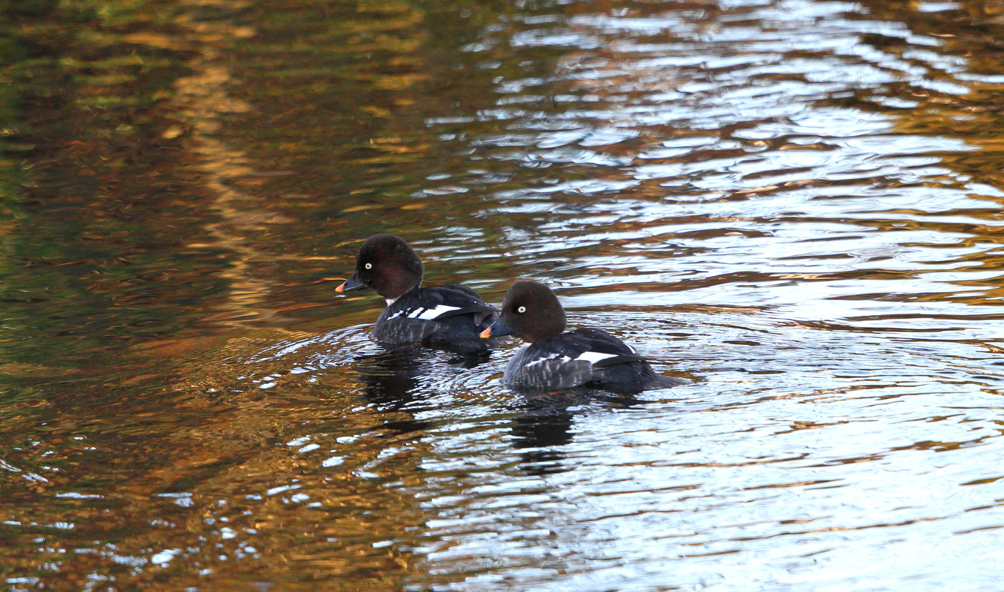 Canon EF 500mm F4L IS II USM sample photo. Female golden eye photography