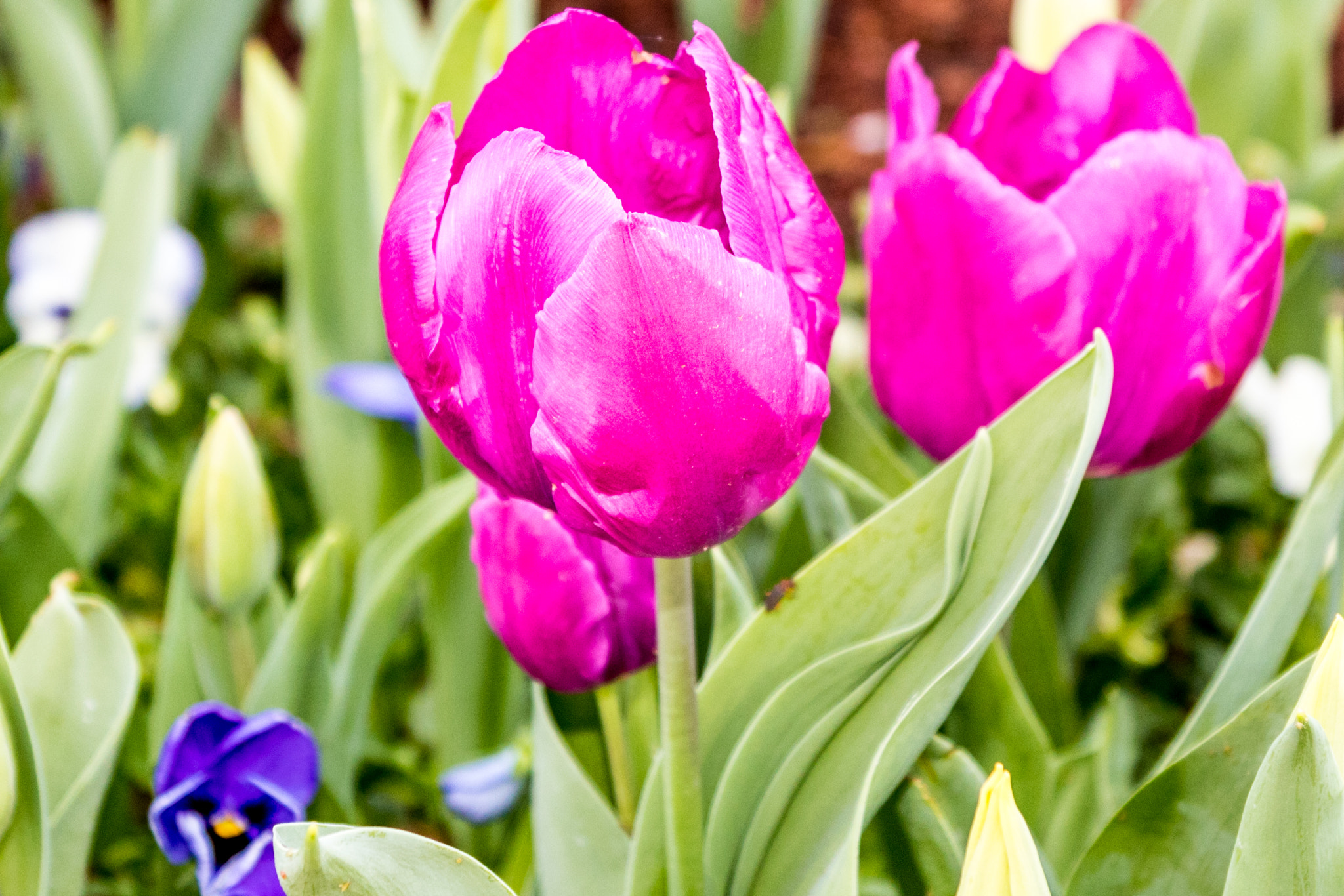 Tamron SP AF 17-50mm F2.8 XR Di II LD Aspherical (IF) sample photo. Blooms photography