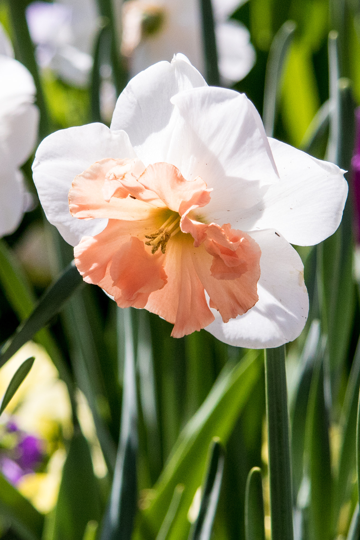 Canon EF-S 17-85mm F4-5.6 IS USM sample photo. Blooms photography