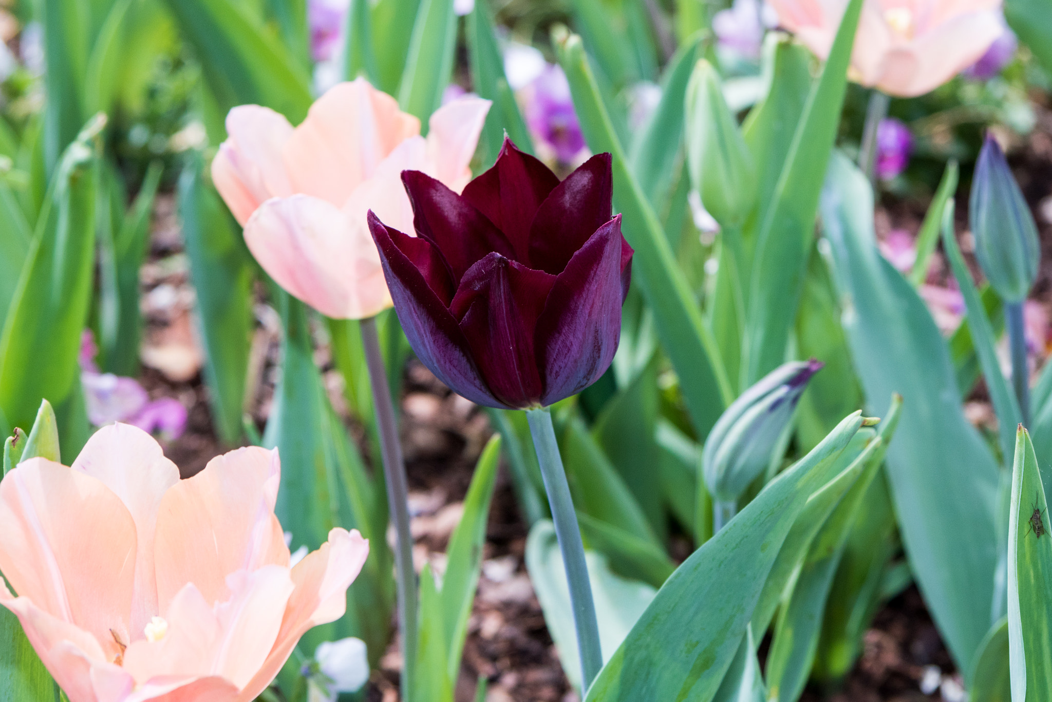 Canon EF-S 17-85mm F4-5.6 IS USM sample photo. Blooms photography