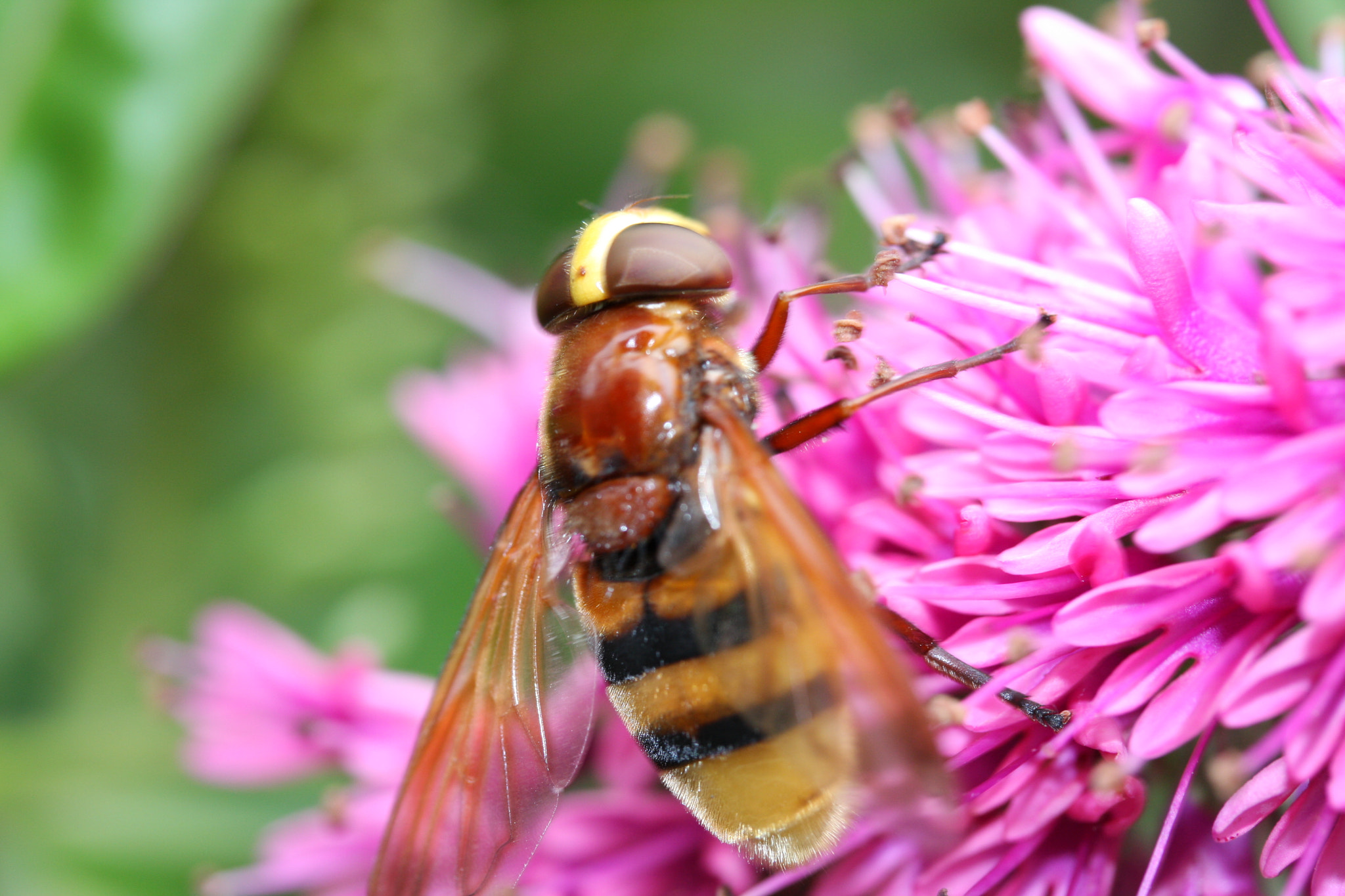 Canon EF-S 60mm F2.8 Macro USM sample photo