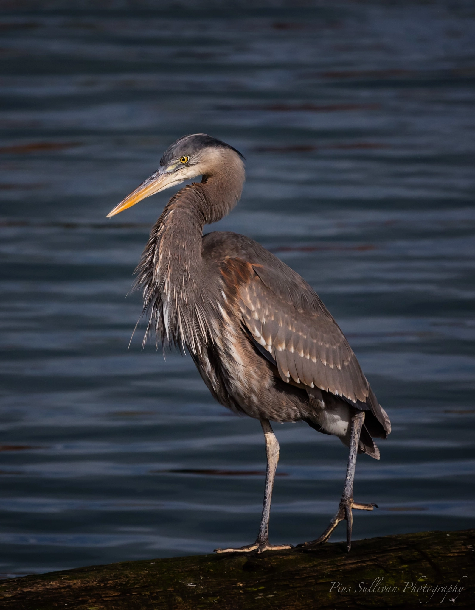 Canon EOS 5DS R + Canon EF 70-200mm F2.8L IS II USM sample photo. Blue heron photography