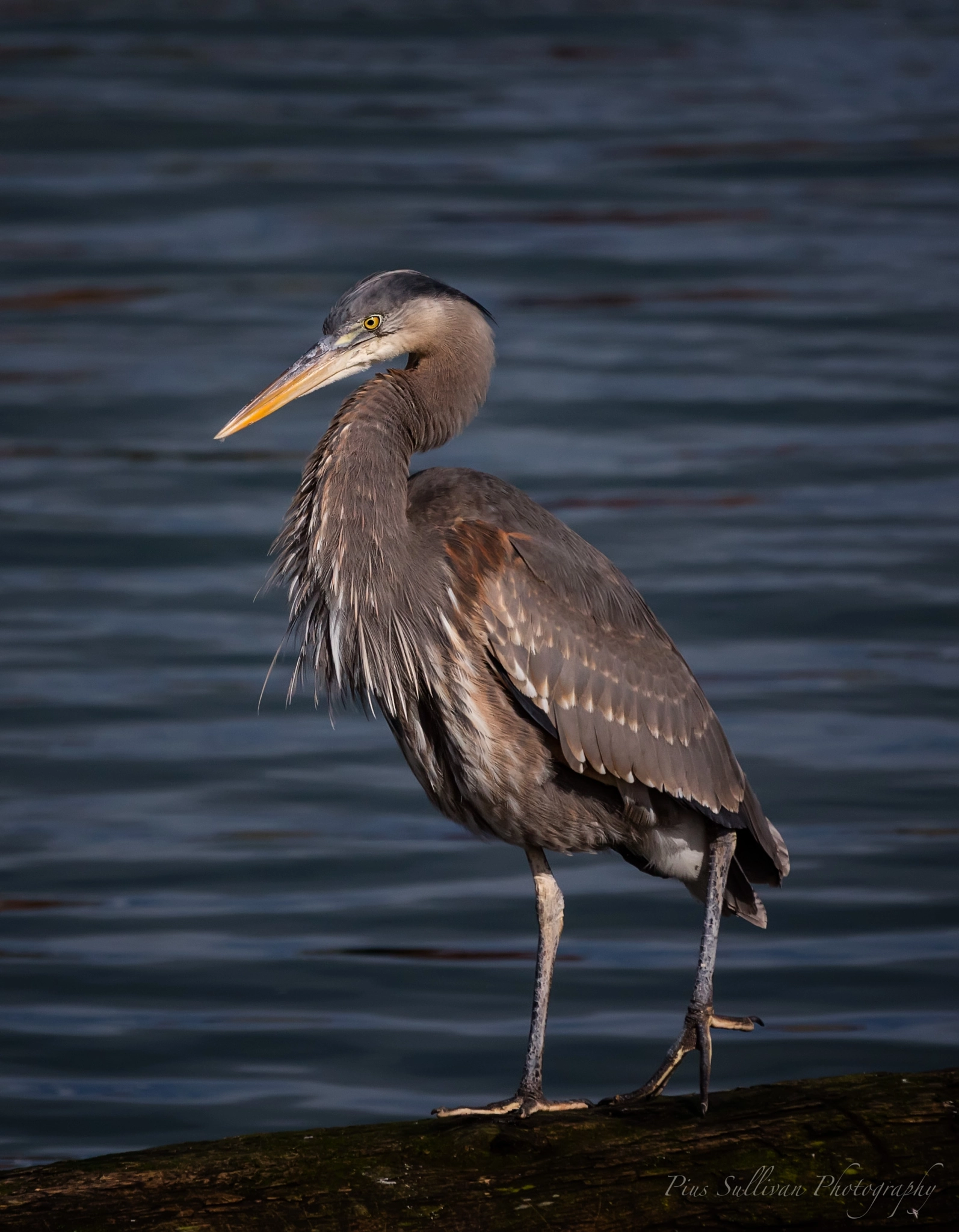 Canon EF 70-200mm F2.8L IS II USM sample photo. Blue heron photography