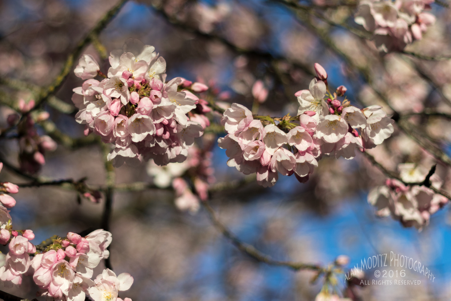 Canon EF 50mm f/1.8 sample photo. Cherry blossoms photography